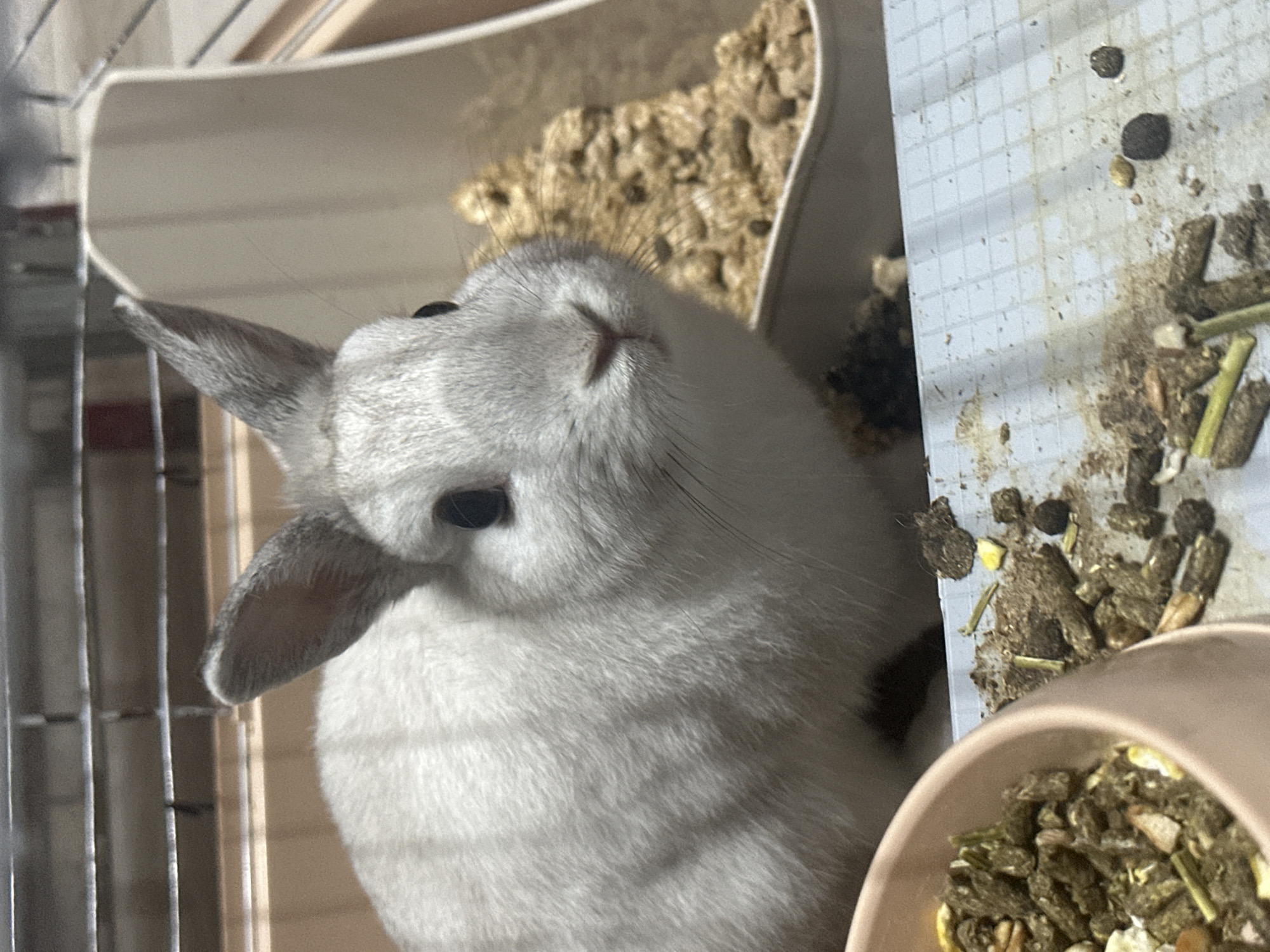The image depicts a light grey rabbit inside a cage. The rabbit is positioned close to the camera, with its head tilted upwards. To the left of the rabbit are the bars of the cage, and above it is a container filled with wood shavings. To the right, there is a shelf with rabbit pellets and droppings. A bowl with food is in the lower right. The location is not specified, only the contents of the cage are observable.