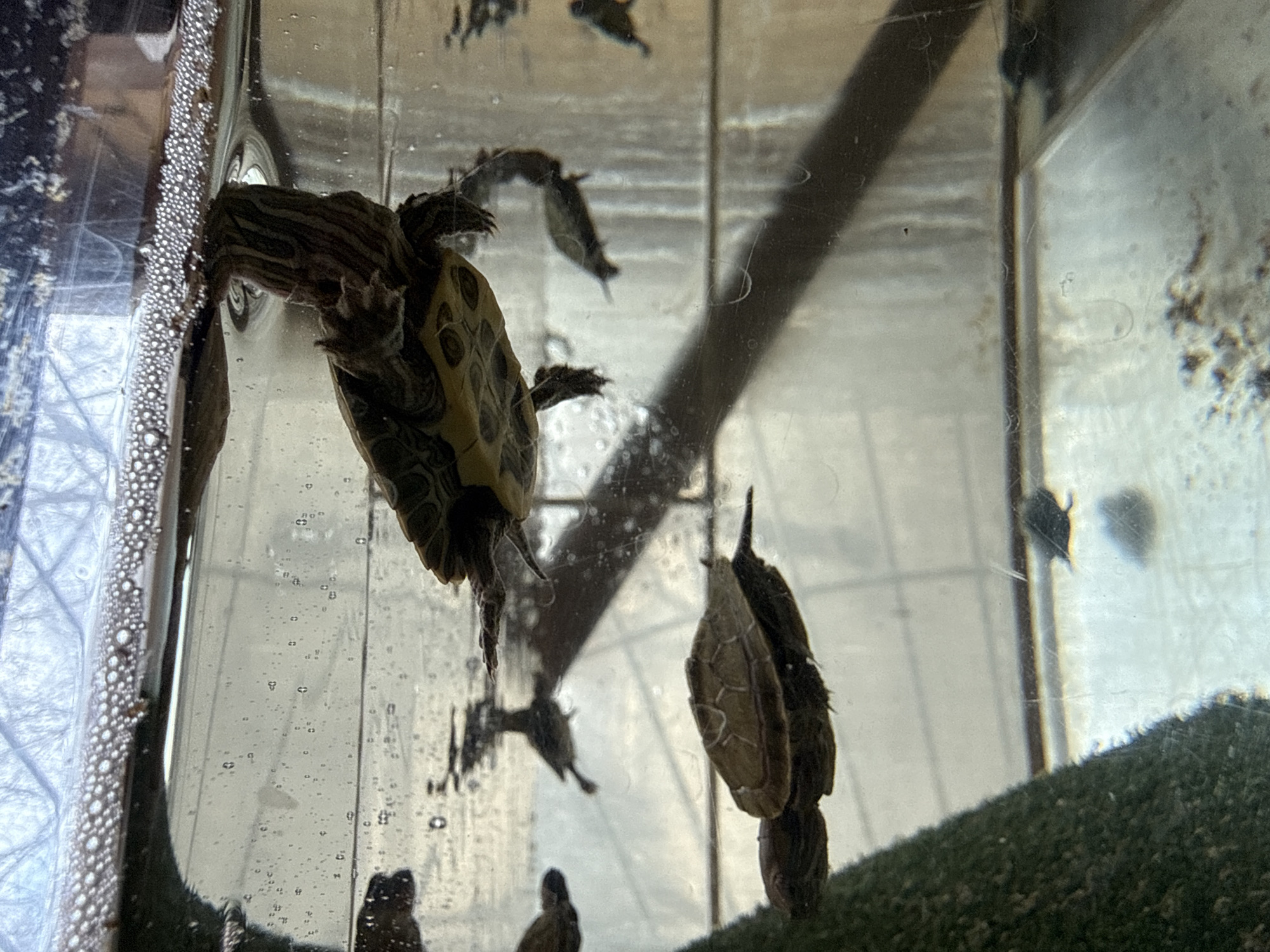 The image depicts several turtles in a glass enclosure filled with water. One turtle is clinging to the side of the glass, while another appears to be resting on a bed of green material at the bottom. Several other turtles are seen swimming in the water. Bubbles are visible along the edge of the tank. The scene is indoors. There is no indication this is Krasnoyarsk, Russia.