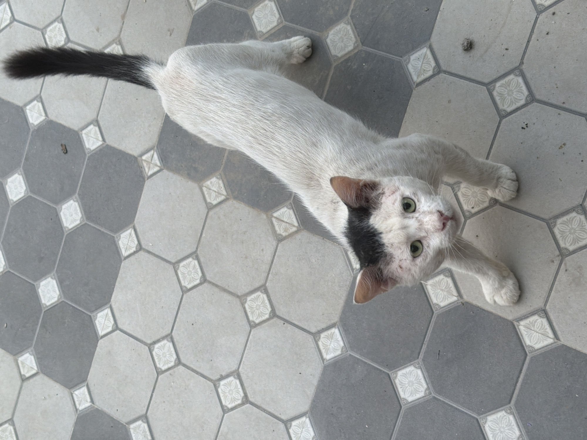 A white cat with black markings on its head and tail stands on a grey and white octagonal tiled floor in Delhi, India. The cat is looking towards the camera with green eyes. The tiles have a geometric pattern with smaller square tiles in the center, each featuring a floral design. The scene appears to be outdoors, possibly in a courtyard or patio.