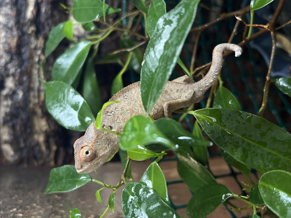 This image, originating from Khimki, Russia, presents a close-up view of a chameleon perched amidst dense green foliage in what appears to be an enclosed environment. The chameleon, light brown to tan with scattered darker speckles on its dorsal surface, is oriented towards the left, with its head slightly elevated. Its prominent, independently moving eye, featuring a dark pupil within a light brown iris, is clearly visible. The animal's prehensile tail curves downwards and inwards at the tip. Multiple vibrant green leaves, many exhibiting distinct water droplets on their surfaces, surround the chameleon. The background consists of a textured, mottled brown surface, possibly bark, to the upper right, and a dark green mesh material partially visible through the leaves. No human presence or direct interaction is depicted.