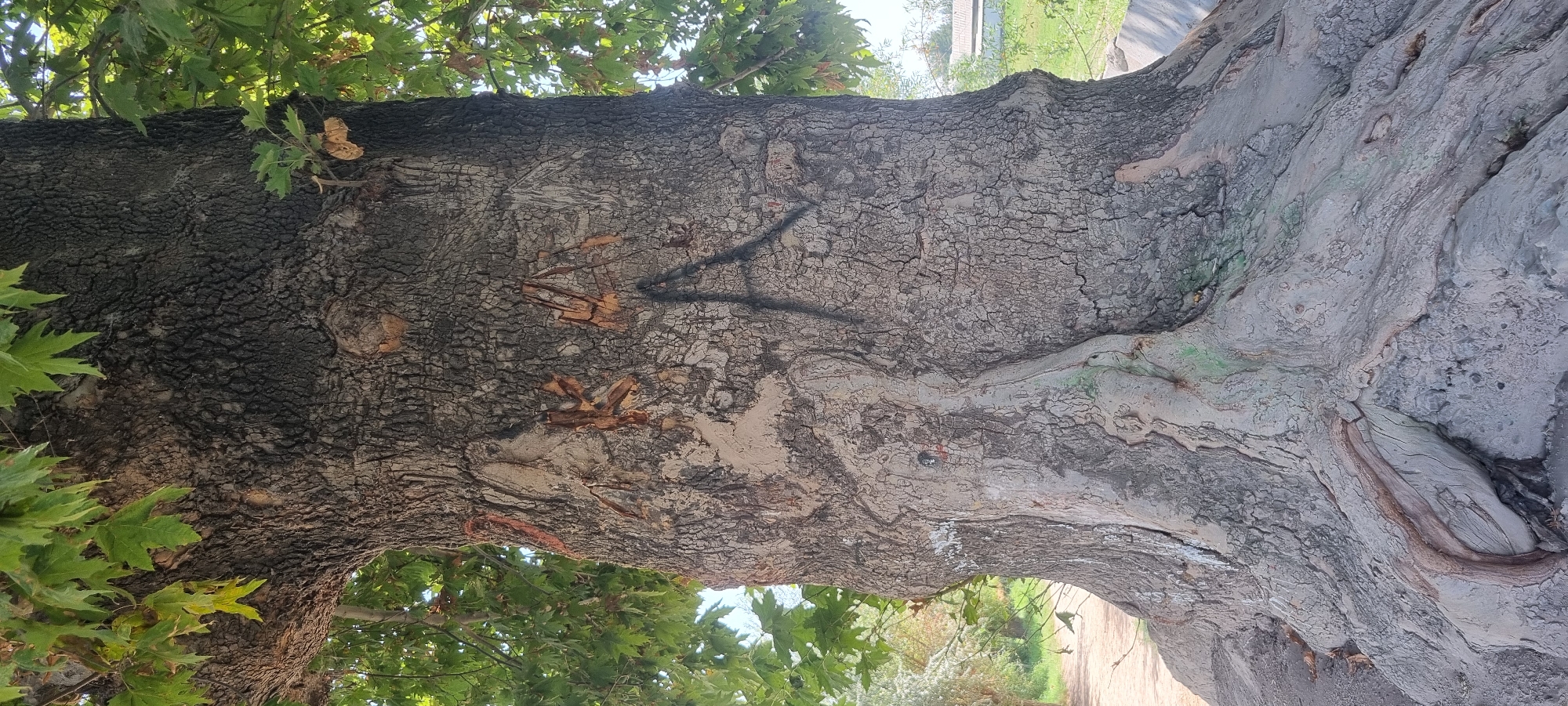 This image depicts the base of a large, mature tree with heavily textured bark, likely a sycamore, in the city of Jomi, Tajikistan. The tree trunk is wide and features prominent, gnarled roots emerging from the ground, some partially covered by a light-colored material. There are visible carvings and markings on the bark, including what appears to be a large, crudely spray-painted letter "A" in black, and other scratched or incised marks.
The tree is situated outdoors, with green foliage visible at the top, suggesting it is a living tree in a natural or park-like setting. The background shows a dirt path to the left, with more trees and greenery. To the right, a glimpse of buildings and a sky suggests an urban or semi-urban environment. The lighting indicates it is daytime, with shadows cast on the ground and tree. There are no people or animals immediately visible in the frame, but the carvings imply human interaction with the tree. The overall impression is of an old, well-established tree that has been subjected to vandalism.