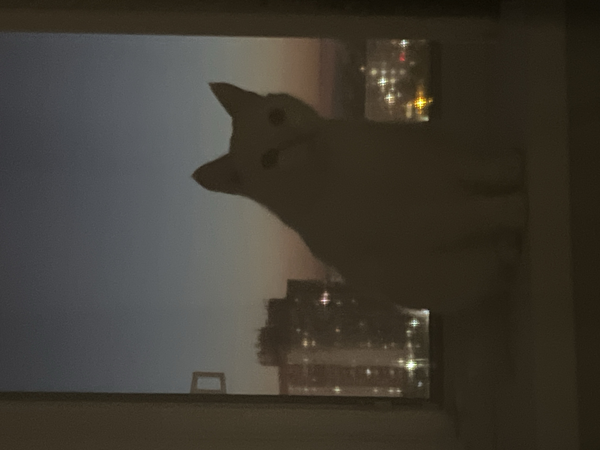 A silhouetted white cat is sitting on a windowsill, looking out at the twilight sky and a city skyline. Buildings with illuminated windows are visible in the distance. The image appears to be taken from an apartment in Дачное, Russia. The cat's fur is a light color, but it is mostly obscured by shadow. The cat's ears are pointed and its eyes are large and dark. The sky is a deep blue fading to orange at the horizon. The city lights are a mix of yellow and white.