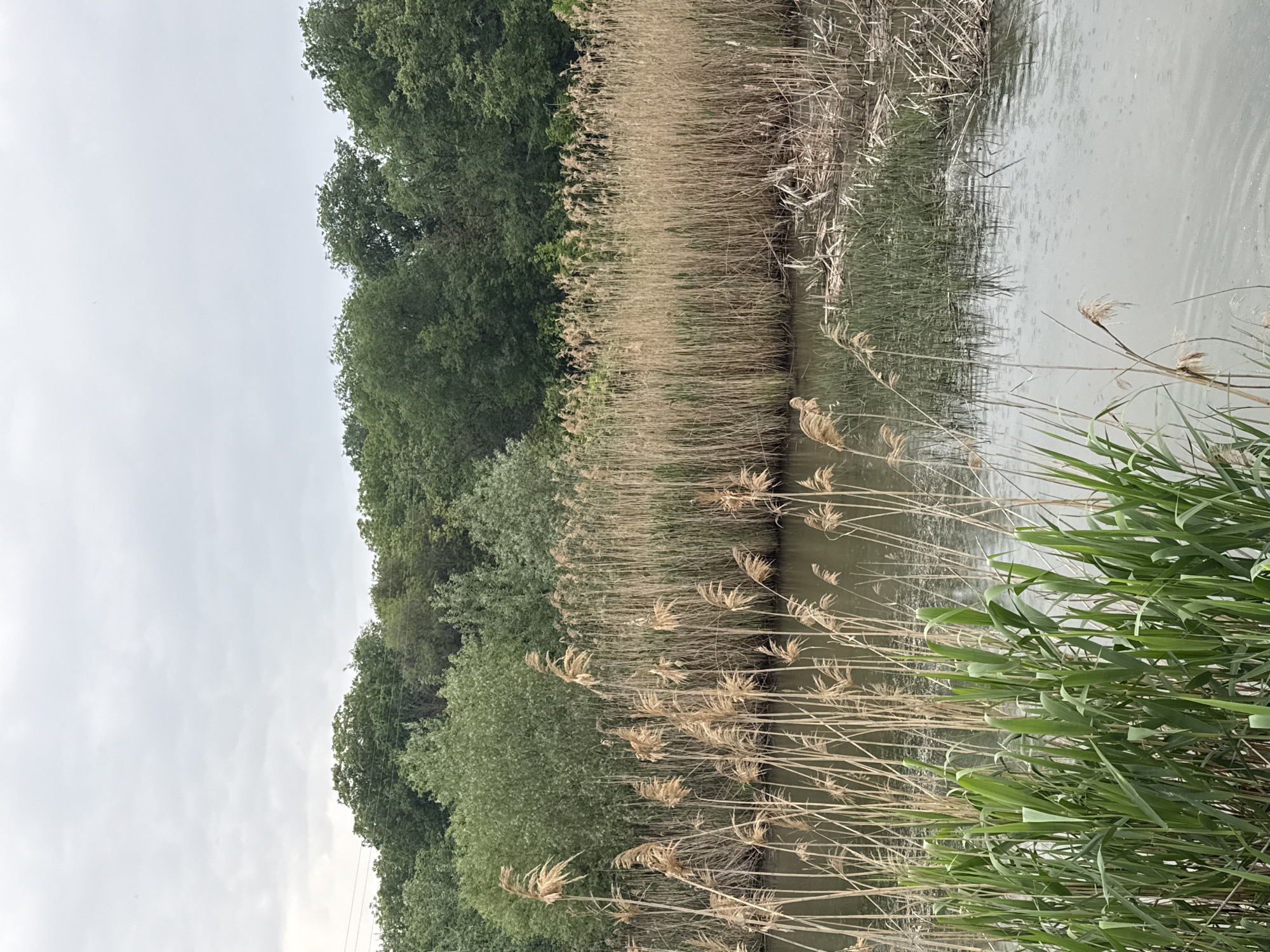 The image depicts a riverbank scene, likely in a natural or semi-natural setting. Dense vegetation lines the bank, consisting of trees on the left, a band of tall, dry reeds, and green reeds in the foreground. The water appears still, with slight ripples on the surface, possibly indicating a light rain or recent disturbance. The sky is overcast and cloudy. The precise location cannot be determined from the image alone. There are no visible people or animals.