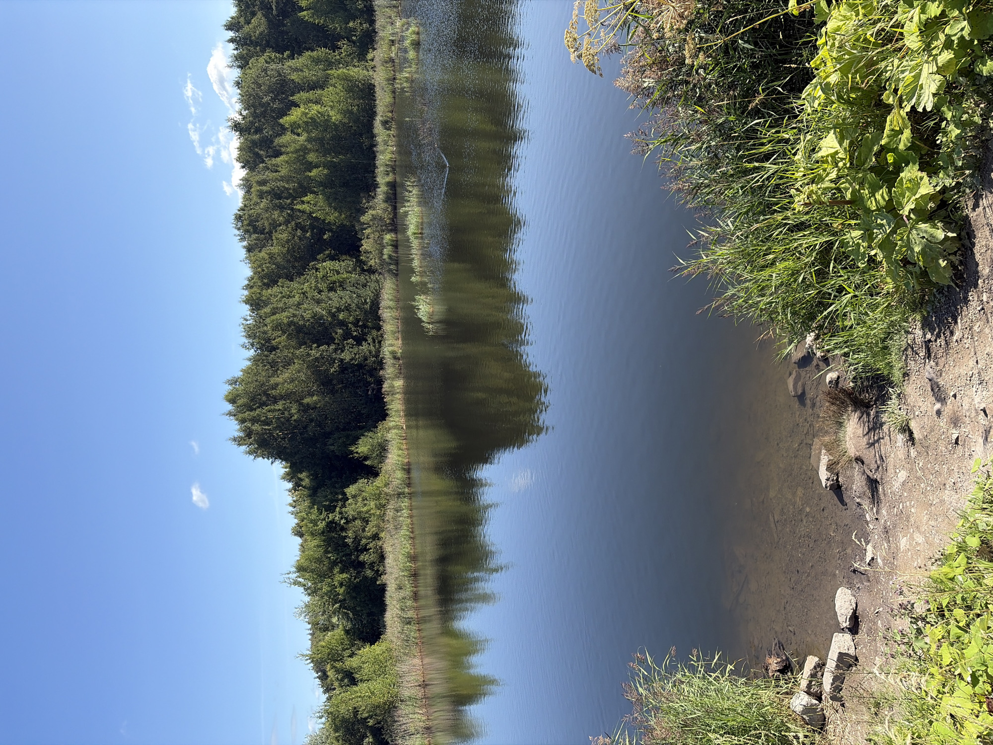 This is a serene landscape photograph taken in Suoranda, Russia. The image features a tranquil body of water reflecting a clear blue sky with a few wispy clouds. Along the far bank, a dense line of lush green trees forms a natural border, their reflections clearly visible on the water's surface. The foreground is characterized by the gentle slope of the bank leading into the water, with scattered rocks and a variety of green foliage, including tall reeds and larger, broad-leafed plants. The water itself is dark and still, with small ripples indicating a slight breeze. In the middle of the lake, small clusters of reeds or aquatic plants rise from the water. The overall impression is one of natural beauty and peacefulness.