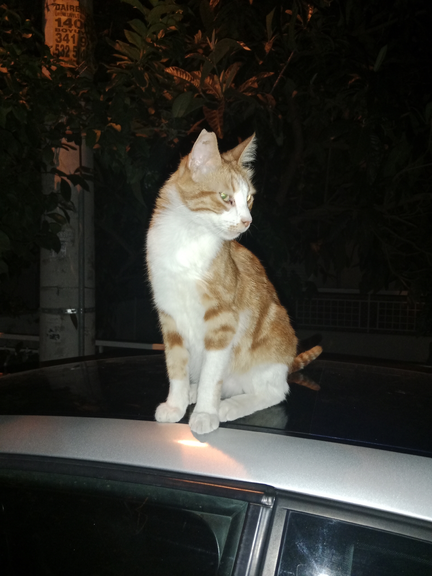 A ginger and white cat is perched on the roof of a car at night. The cat is facing to the right, looking away from the camera. It has green eyes and white paws. Behind the cat, there is a dark background with some foliage and a street light. The car is dark, and the roof appears to be made of glass or a dark, reflective material. There is a pole with some signage visible to the left of the cat. The signage appears to have Turkish writing on it. The overall scene is dimly lit, suggesting it is nighttime. The car is parked on a street, likely in a residential area of Karşıyaka, Turkey, given the presence of street lighting and typical urban infrastructure.