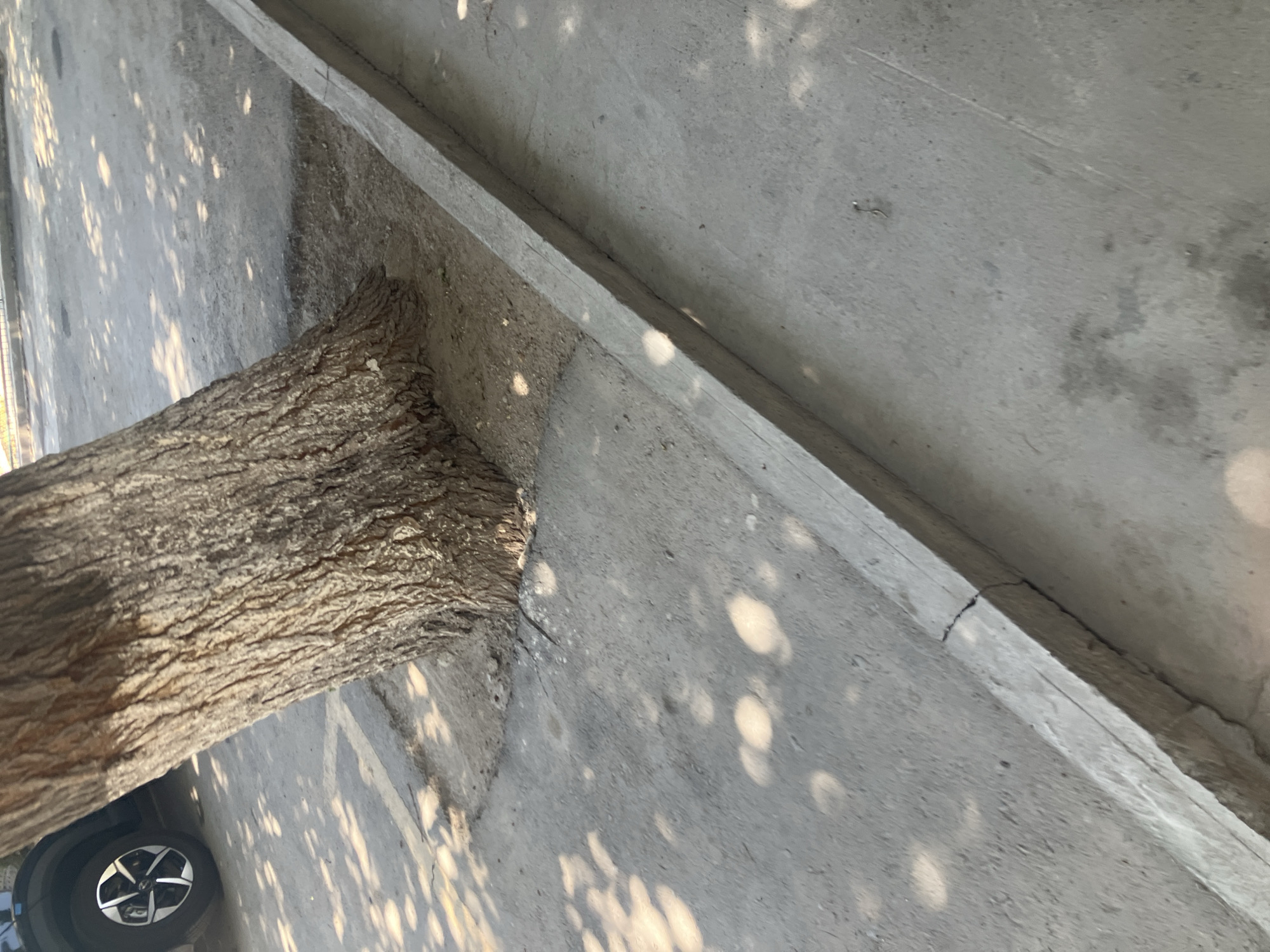 The image shows the base of a tree trunk growing out of a dirt patch surrounded by concrete. The tree trunk is rough and textured. In the background, a car tire is partially visible. The ground is a mix of concrete and dirt, with shadows from tree leaves dappling the surface. A concrete curb runs along the edge of the paved area. The overall scene appears to be an urban environment, possibly a sidewalk or parking area, in Tashkent, Uzbekistan.
