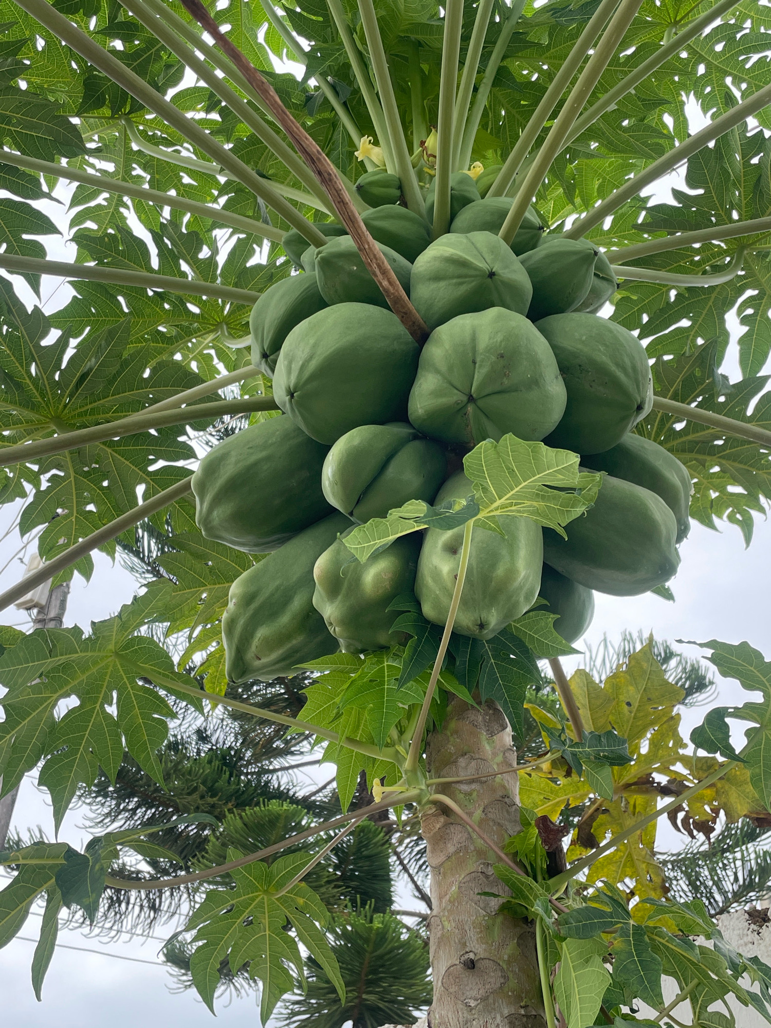 A close-up, low-angle shot captures a papaya tree laden with numerous green, unripe papayas. The papayas are clustered together, hanging from thick stems that branch out from the central trunk. The leaves of the papaya tree are large and palmate, with deep lobes, and are a vibrant green color, some showing signs of yellowing at the edges. The trunk of the tree is visible, with a textured, rough bark. In the background, out-of-focus, are other green foliage, possibly from pine trees, and a cloudy sky. The image appears to be taken outdoors. There are no people or animals visible in the scene. The location is Gura Top, Nigeria.