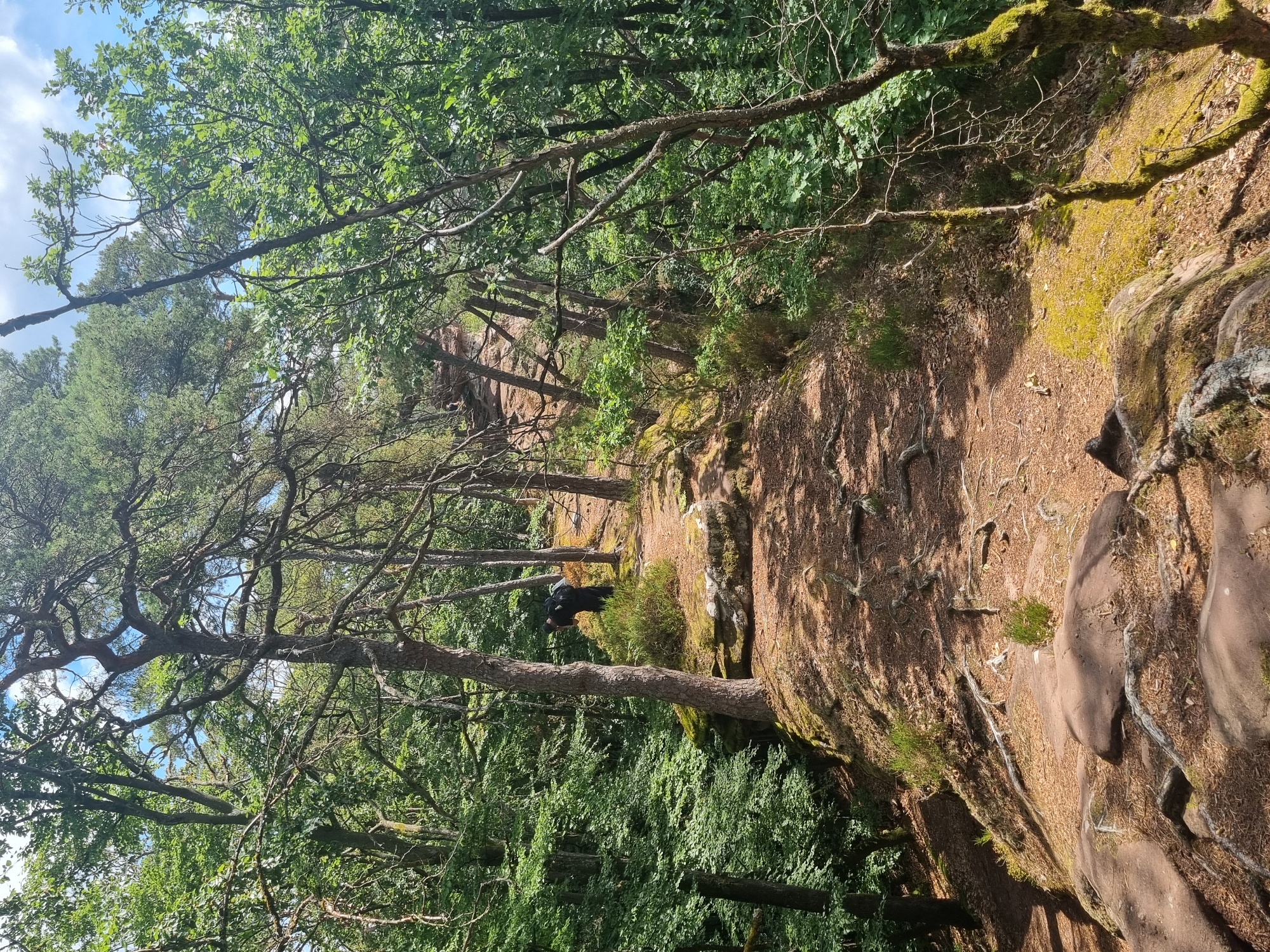 The image shows a wooded area with a pathway winding through trees and rocks. In the center of the frame, a person wearing a black jacket and carrying a backpack is standing on the path. The path is made of dirt and covered with fallen leaves and pine needles. Large, reddish-brown rocks are visible along the edges of the path and on the ground. The trees are dense and lush green, with some older trees showing exposed roots. The sky is visible through the canopy, with some clouds present. The scene suggests a hiking trail in a natural environment. This is a location within the municipal area of Dahn, Germany.