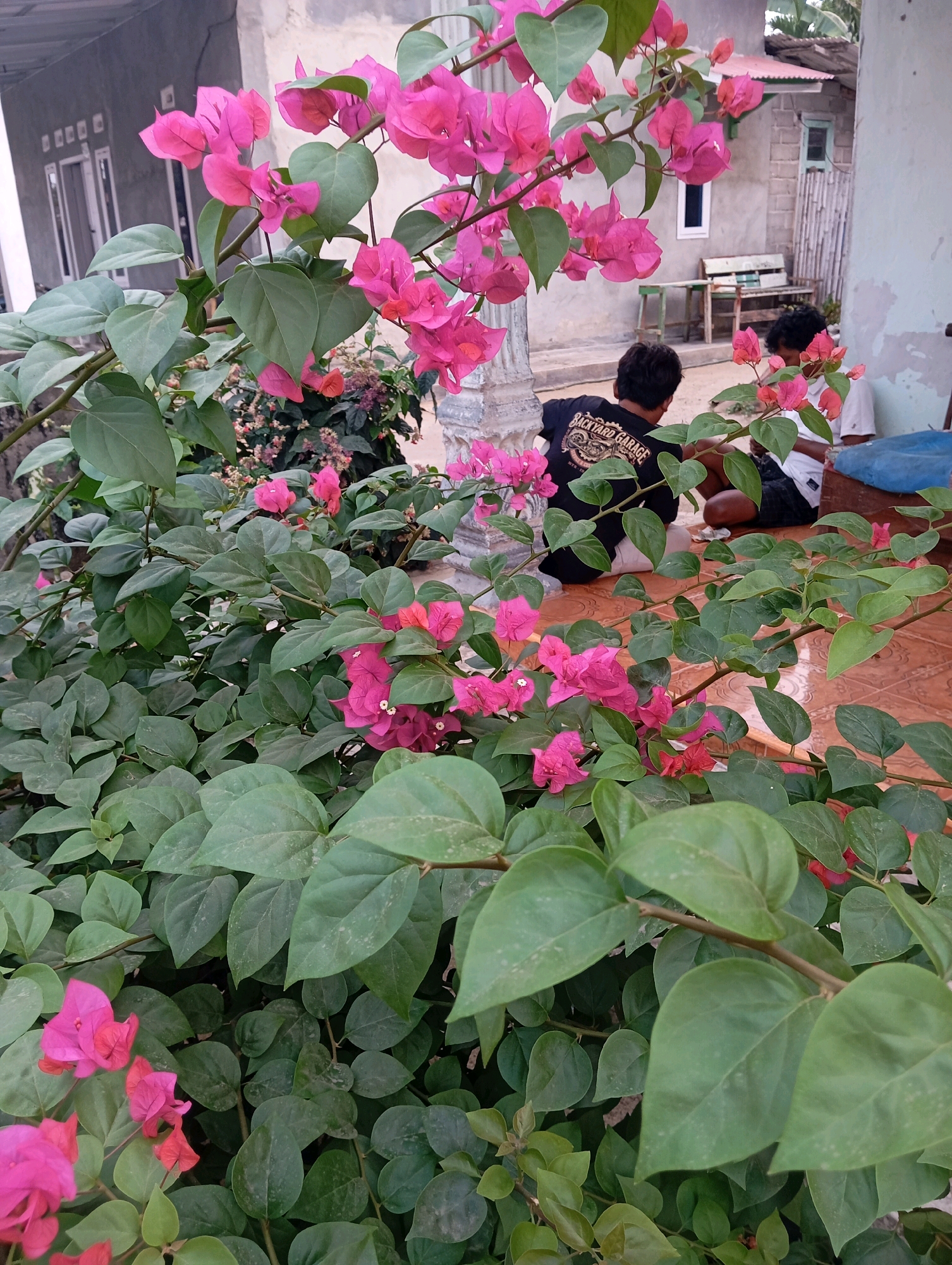 In Leman Benawi, Indonesia, the image captures a vibrant bougainvillea plant in bloom, its bright pink flowers and lush green leaves dominating the foreground. Behind the foliage, two young men are visible. One, wearing a black t-shirt with a "Backyard Garage" print, sits with his back to the camera. The other, in a white t-shirt, is also seated, facing away. They appear to be in an outdoor area, possibly a yard or patio, with a tiled floor and a building with a concrete wall and a wooden bench in the background. The scene suggests a casual, everyday moment in an Indonesian residential setting.