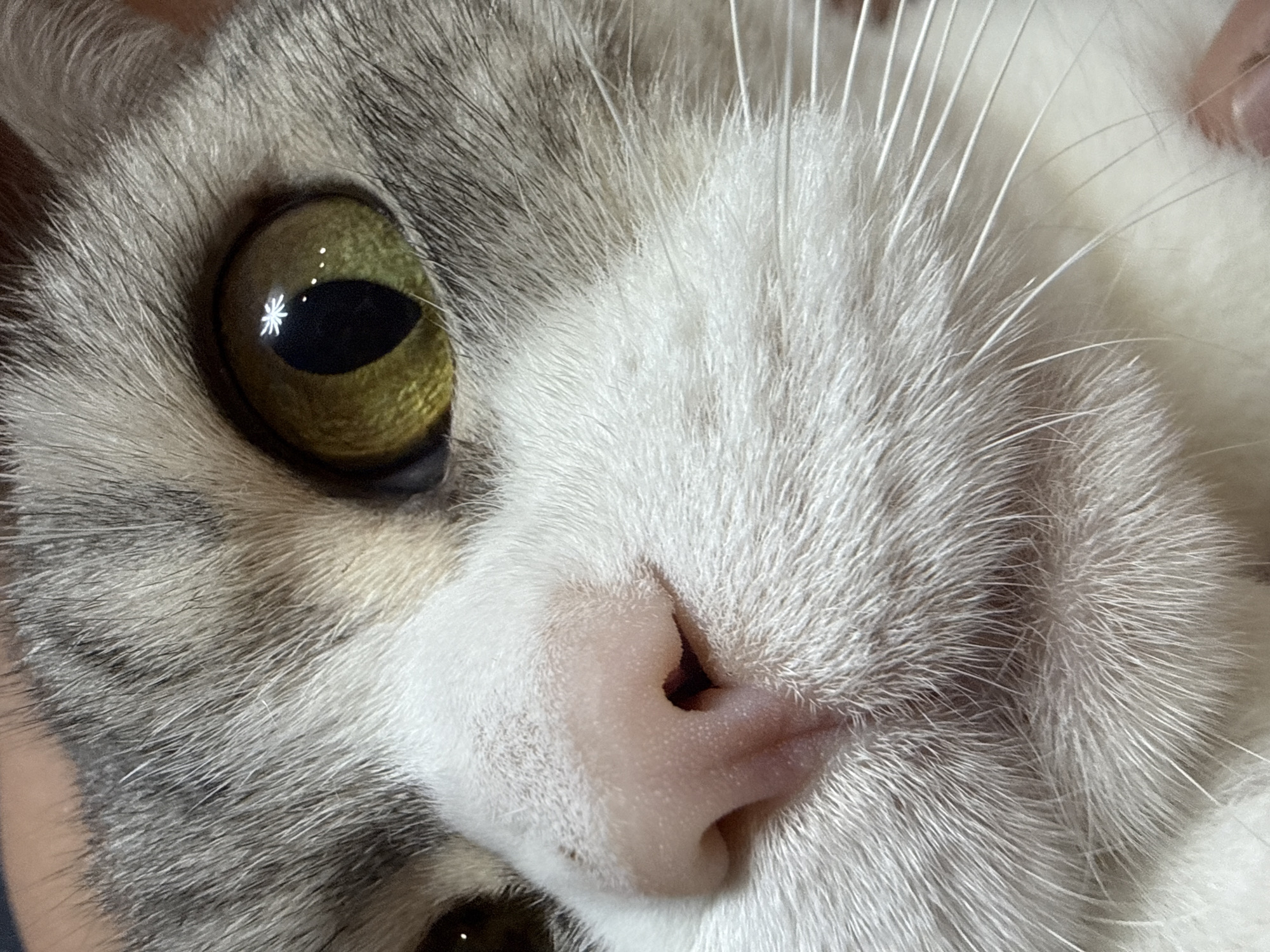 A close-up, eye-level photograph shows a tabby cat's face. The cat's fur is a mix of white, grey, and black stripes. Its eyes are large and yellow-green, with black pupils. A bright star-shaped reflection is visible in the cat's left eye. The cat's nose is pink and moist. The background is dark and out of focus, making the cat the sole subject. There is no visible indication of the location being Chaikovsky, Russia.