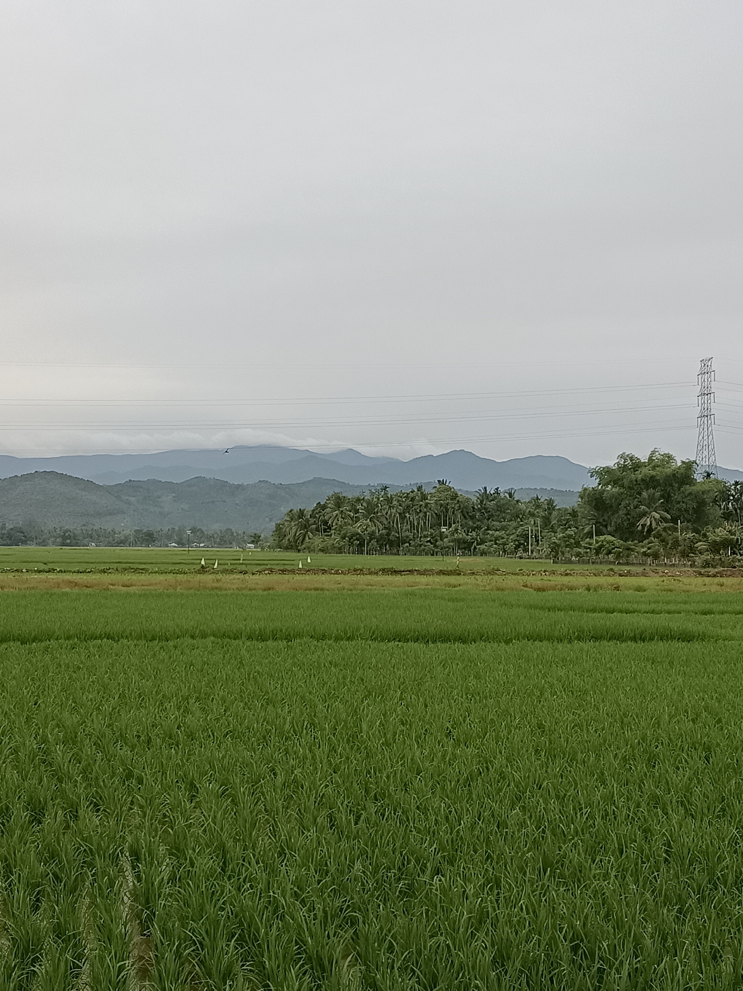 A wide shot captures a vibrant green rice paddy field in the foreground, stretching towards a line of trees and hills under a cloudy sky. In the distance, layered mountains fade into the hazy atmosphere. A tall, lattice-like power transmission tower stands on the right side of the frame, with electrical wires stretching across the sky. Several small white flags are scattered throughout the rice field, suggesting agricultural activity. The overall scene depicts a rural landscape in Manyang Cut, Indonesia.
