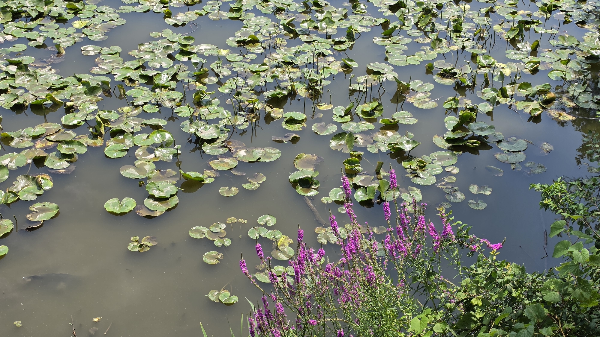 The image depicts a tranquil pond scene within the city of Elgin, United States of America. The pond is densely populated with numerous lily pads, their green surfaces floating on the murky water. In the foreground and to the right, a cluster of vibrant purple flowers, likely Lythrum salicaria, adds a splash of color to the otherwise natural palette. Lush green foliage borders the pond, suggesting a well-maintained natural area or park. The water's surface reflects the sky and surrounding vegetation, creating a serene and peaceful atmosphere. No people or animals are clearly visible in the image, emphasizing the quiet solitude of the location.