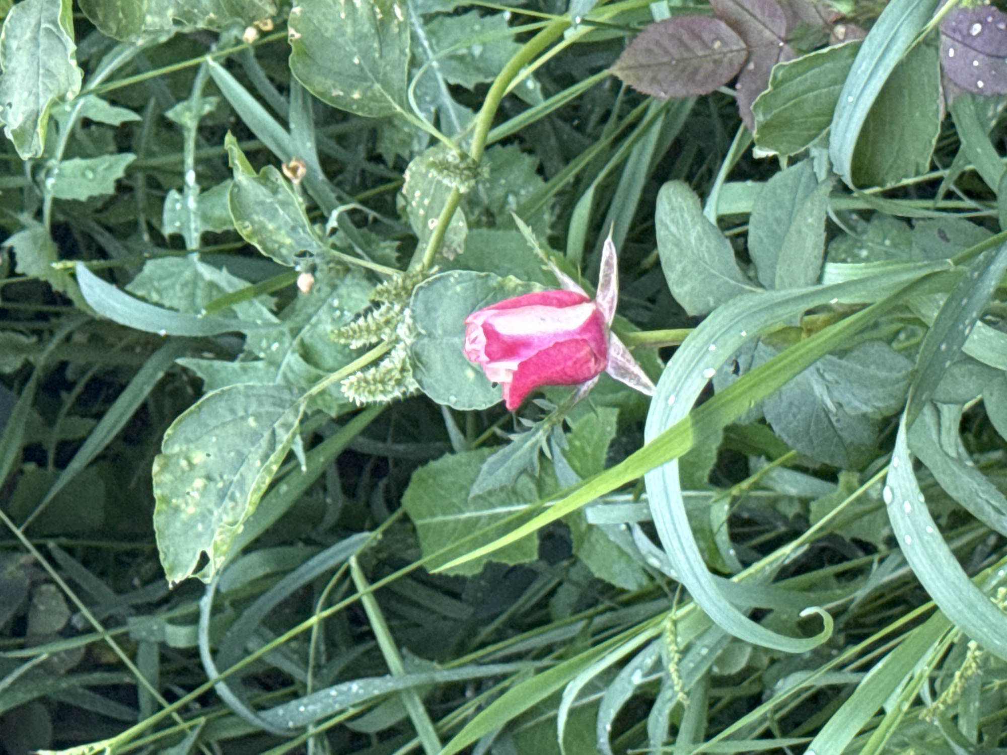 A close-up, eye-level shot features a single, partially opened pink and white rosebud surrounded by lush green foliage. The rosebud is centrally located, with its petals unfurling to reveal a vibrant pink hue at the tips that transitions to a softer white towards the base. Dewdrops are visible on some of the surrounding leaves and grass blades, suggesting a recent watering or morning mist. The background is a dense composition of various green plants, creating a natural, garden-like setting. There are no people or animals present in the image. The image does not provide any information about the city of Krasnoyarsk, Russia.