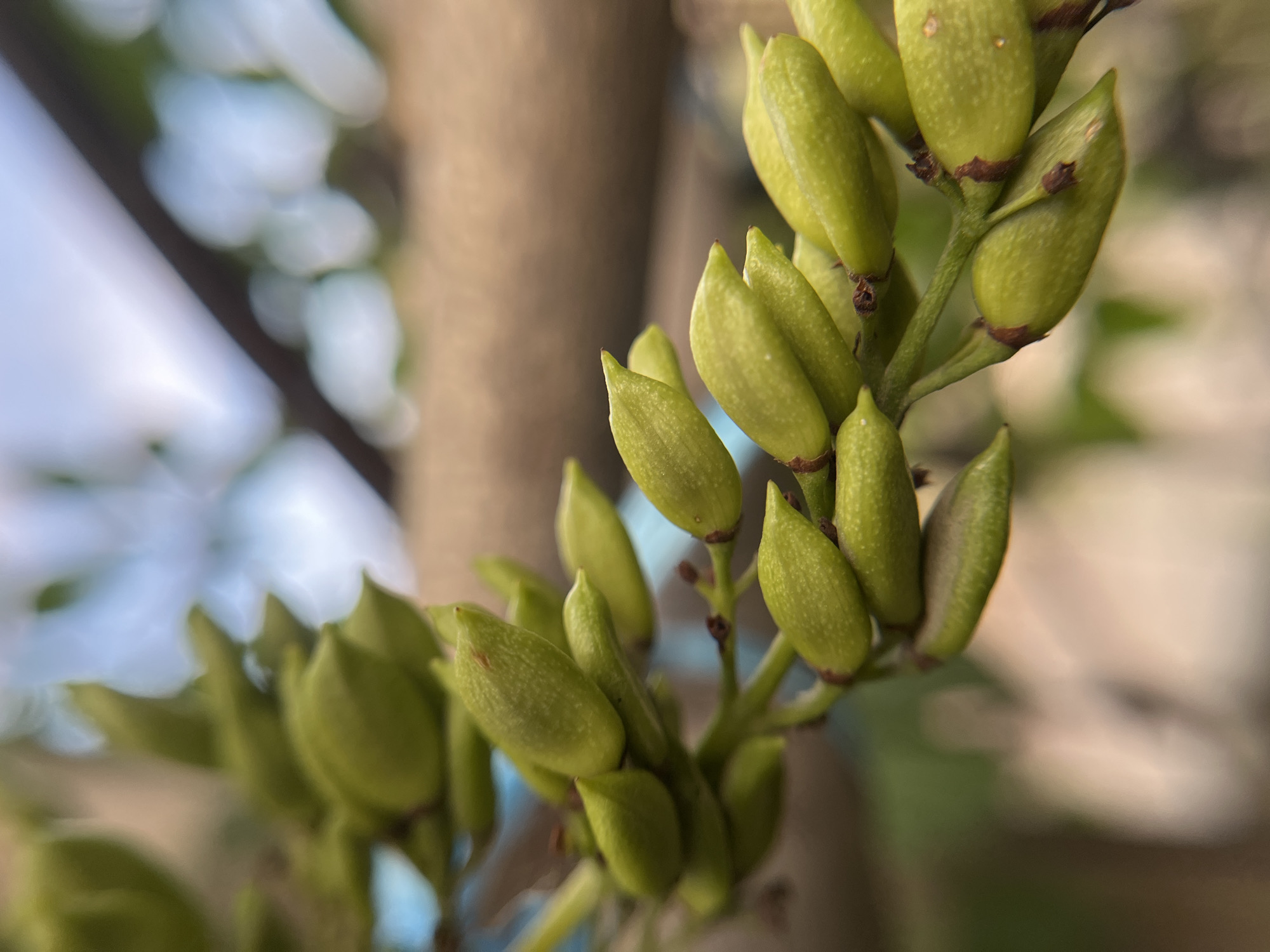 A close-up, shallow depth-of-field shot shows a cluster of small, green, oblong seed pods on a thin stem. The pods are arranged in rows and appear to be attached to the stem by thin pedicels. Some of the pods have tiny dark speckles on their surface. The stem is green and slightly fuzzy. The background is blurred, with a soft brown object that could be a tree branch or a wooden surface, and out-of-focus patches of light blue and green, suggesting foliage and sky. The image appears to have been taken outdoors. There are no people or animals present. The location is not discernible from the image.