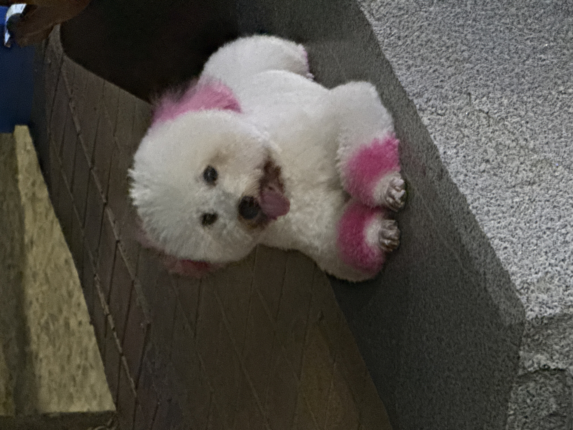 A small, white Bichon Frise dog with pink-dyed fur on its ears and paws is lying on a textured grey surface, possibly concrete, next to a darker, vertically-ridged surface, possibly brick or stone. The dog is facing the camera with its tongue slightly out. The setting appears to be outdoors, likely an urban area based on the building materials. The location is not discernible as Đà Nẵng, Vietnam from provided details.