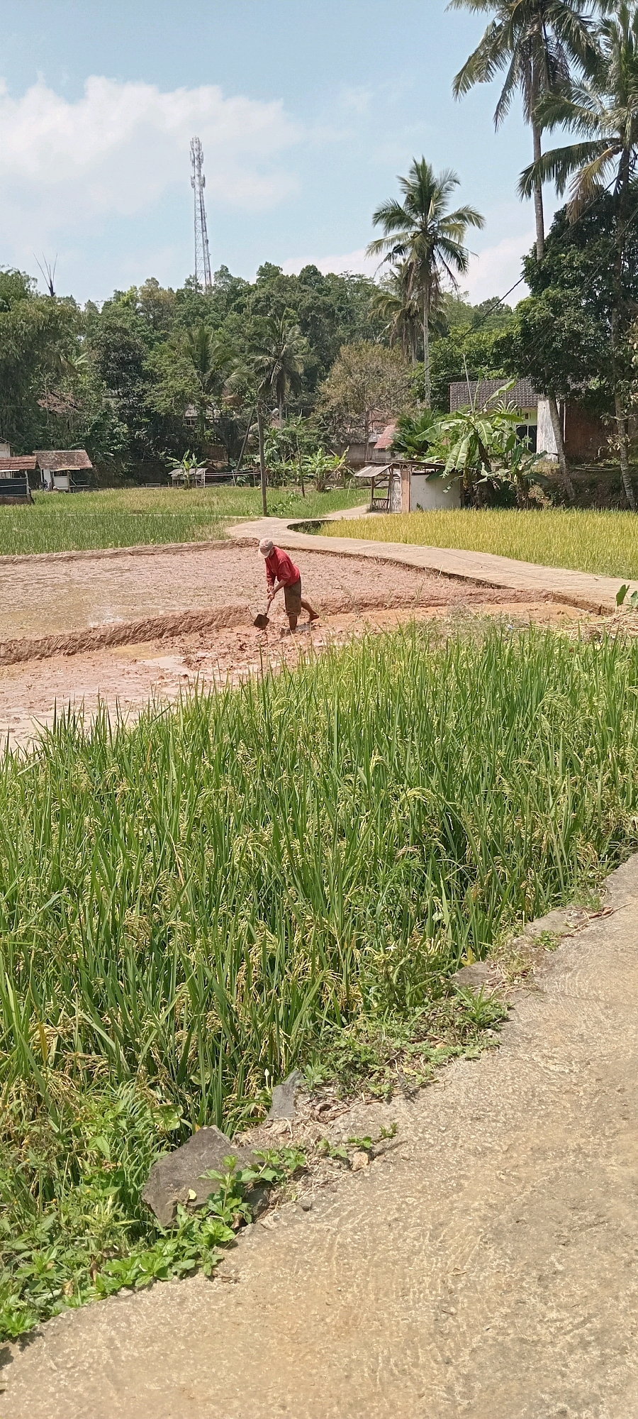 In the city of Sodonghilir, Indonesia, a farmer, clad in a red shirt and white hat, works in a muddy rice paddy. They are using a shovel to till the wet earth, their legs submerged in the mud. The paddy is surrounded by lush green rice fields, with some stalks already bearing grains. In the background, a cluster of trees forms a dense canopy, punctuated by palm trees. A white building with a tiled roof, possibly a home or a small structure, is visible amidst the foliage. Further in the distance, a towering cell phone tower rises above the trees, a modern structure contrasting with the agrarian landscape. A paved pathway curves through the scene, separating sections of the rice fields. The sky above is a clear blue, with a few scattered clouds. The foreground features a concrete path and some patchy vegetation growing along its edge, with a large grey rock embedded in the ground.