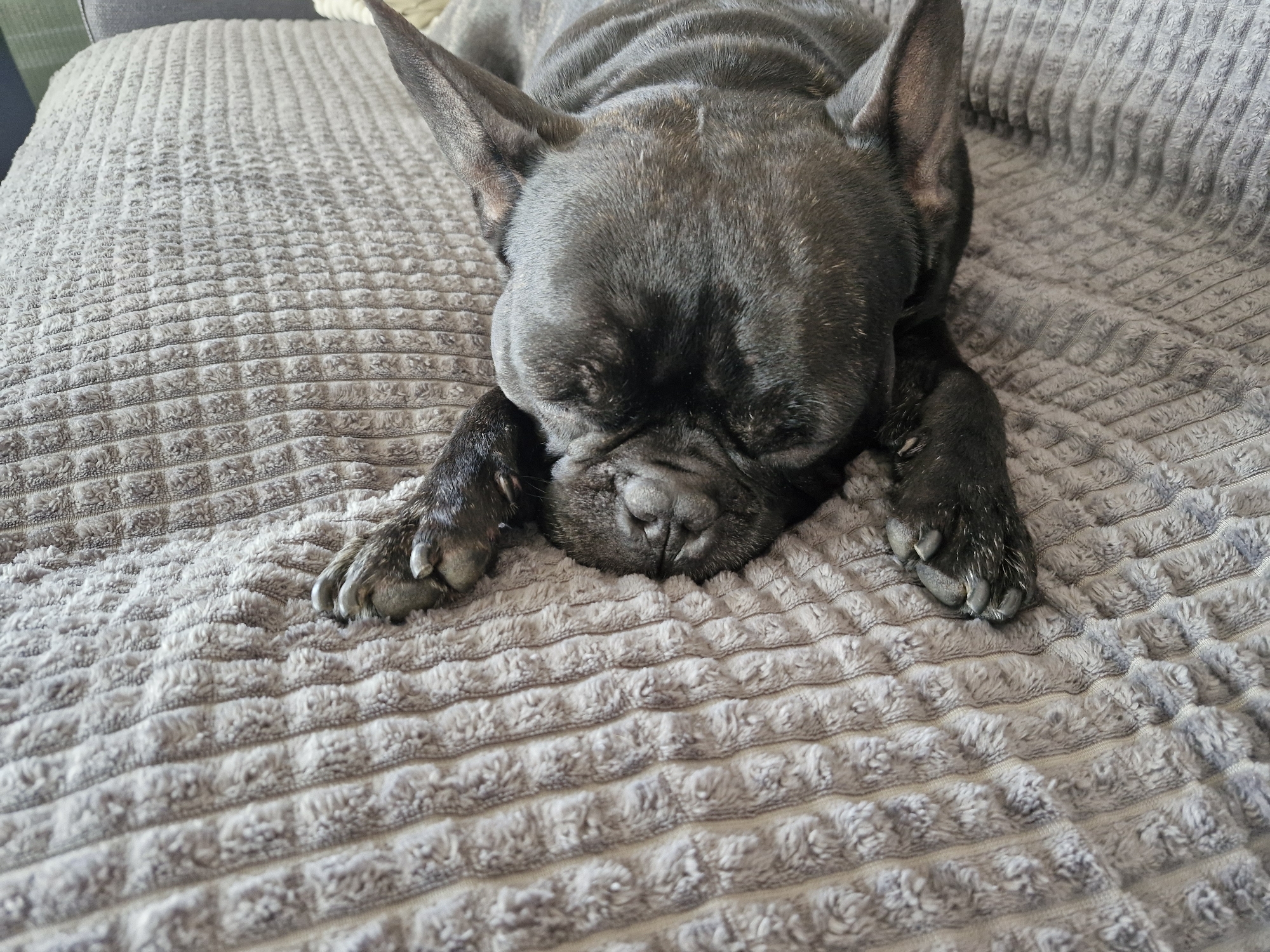 A black French Bulldog is depicted lying down, seemingly asleep, on a textured grey blanket or cushion. The dog is positioned centrally in the frame, with its head resting on its front paws and its eyes closed. Its prominent, bat-like ears point upwards. The dog's fur is short and dark, with subtle variations in tone visible on its head and back. Characteristic facial wrinkles are visible around its snout. Both front paws, including its claws, are visible beneath its head. The blanket or cushion features a plush, ribbed texture, suggesting a comfortable, soft surface. The lighting appears soft and even, indicating an indoor setting. There is no visible text. The overall impression is one of peace and relaxation. The provided location context for this scene is Plovdiv, Bulgaria.