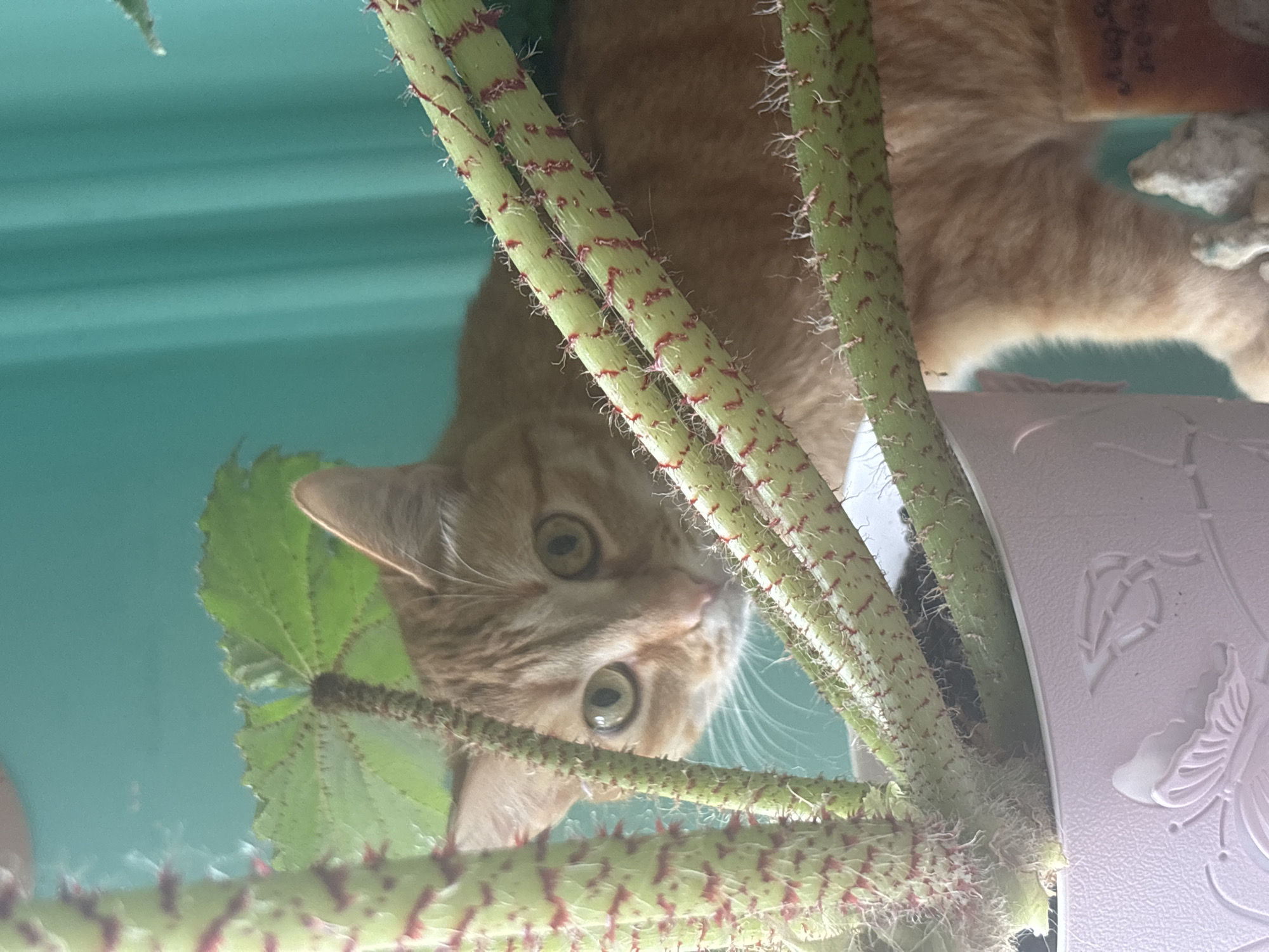 A ginger tabby cat is looking down into the camera, positioned amidst the green and red stems and leaves of a plant. The cat's eyes are focused, and its whiskers are visible. The plant is potted in a white container with a floral design. The background is a light blue wall. The location is not discernible from the image.