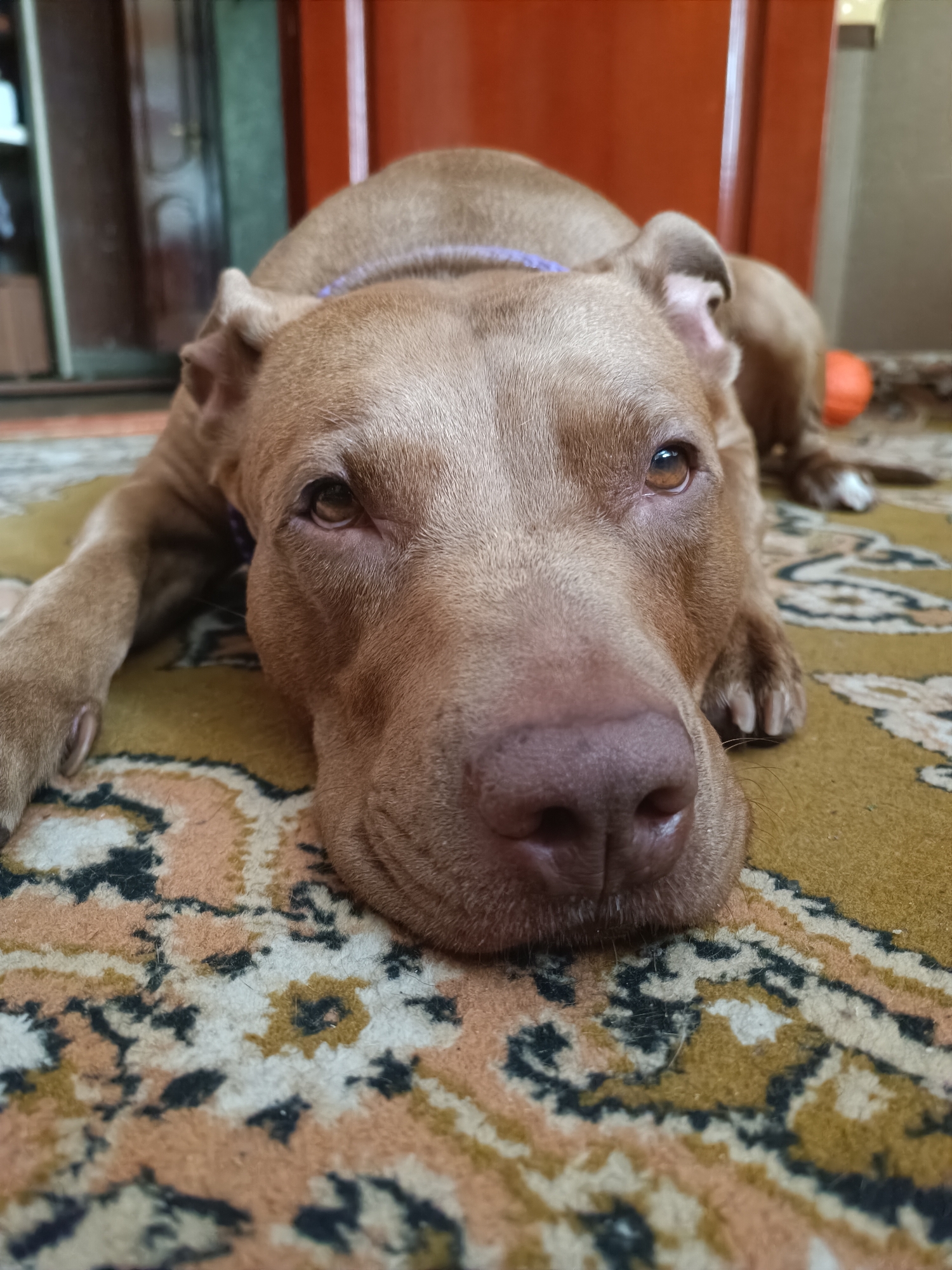 A fawn-colored dog with floppy ears lies on its stomach on a patterned rug. The dog's head is lowered to the ground, with its chin resting on the rug. Its eyes are open and looking forward. The dog is wearing a purple collar. In the background, a blurred orange object, possibly a toy, is visible. The setting appears to be indoors, on a floor covered by a rug. No specific location in Zaporizhzhia, Ukraine can be determined from the image alone.