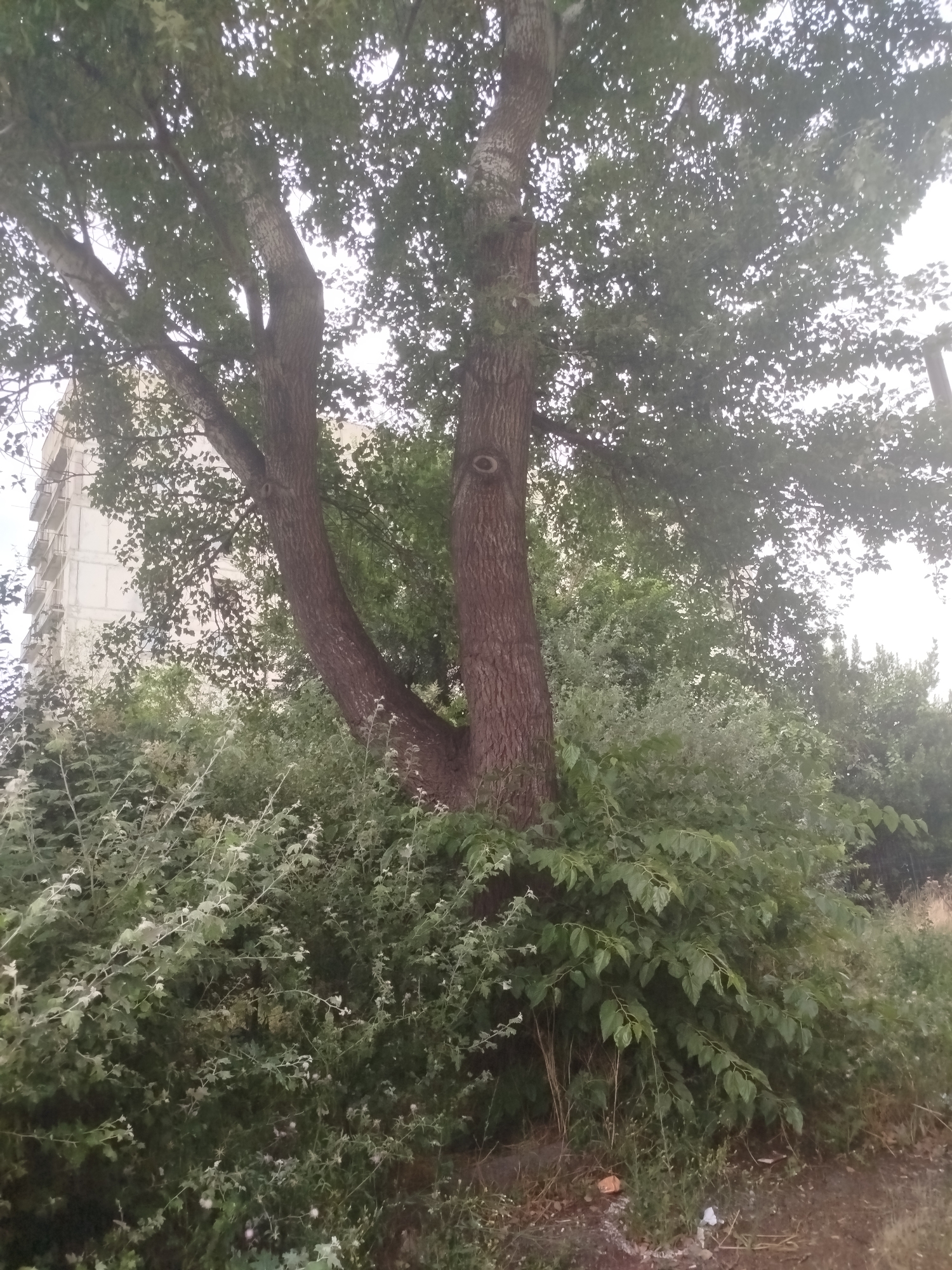 The image depicts a residential building in Rustavi, Georgia. A large tree with two main trunks branches out in the foreground, obscuring a portion of the building and dense green foliage. The building appears to be an apartment block, with visible balconies. The area around the base of the tree is overgrown with various plants and grass. The overall scene suggests an urban environment with a significant presence of natural elements.