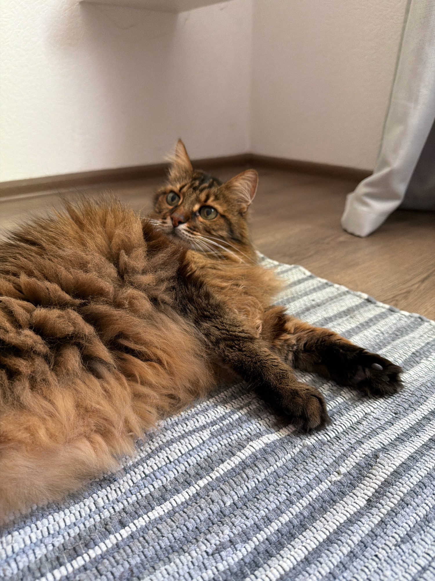 A long-haired cat with brown and black fur is lying on a striped rug. The cat is looking up and to the left. The background shows a wooden floor and a white wall. There is no indication of the city of Kyiv, Ukraine.
