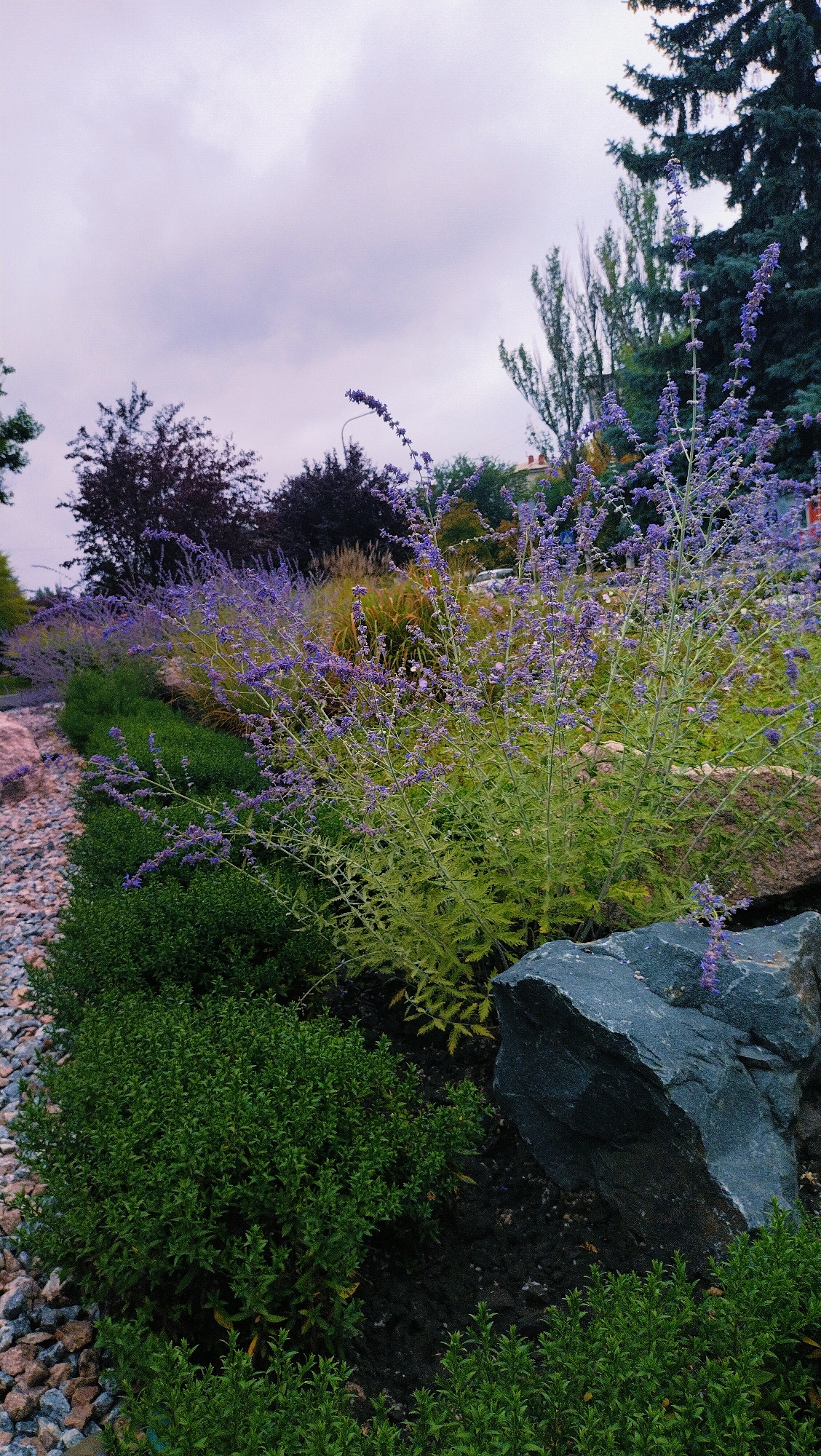 This image depicts a landscaped garden area in Horishni Plavni, Ukraine. The foreground features neatly trimmed green shrubs bordering a bed of gray and pink gravel. To the right, a large, dark gray rock is placed amongst the plants. Further back, a bushy plant with tall, slender spikes of small purple flowers dominates the scene. In the background, several trees are visible, including a dark evergreen tree on the right, and trees with dark purple foliage to the left, against a cloudy, overcast sky. The scene appears to be a well-maintained garden in an urban setting.