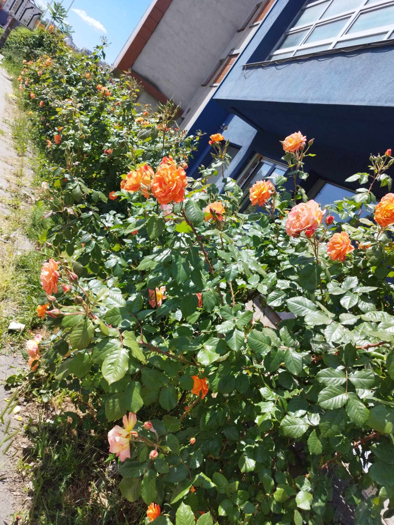 The image shows a row of orange rose bushes in Sofia, Bulgaria, adjacent to a building with a dark blue facade and white-framed windows. The roses are in full bloom with vibrant orange petals and green leaves. A concrete walkway runs alongside the rose bushes, with patches of grass and weeds growing along the edge. The building's architecture includes a sharply angled roofline. The sky is blue with a few scattered clouds. The sunlight illuminates the scene.