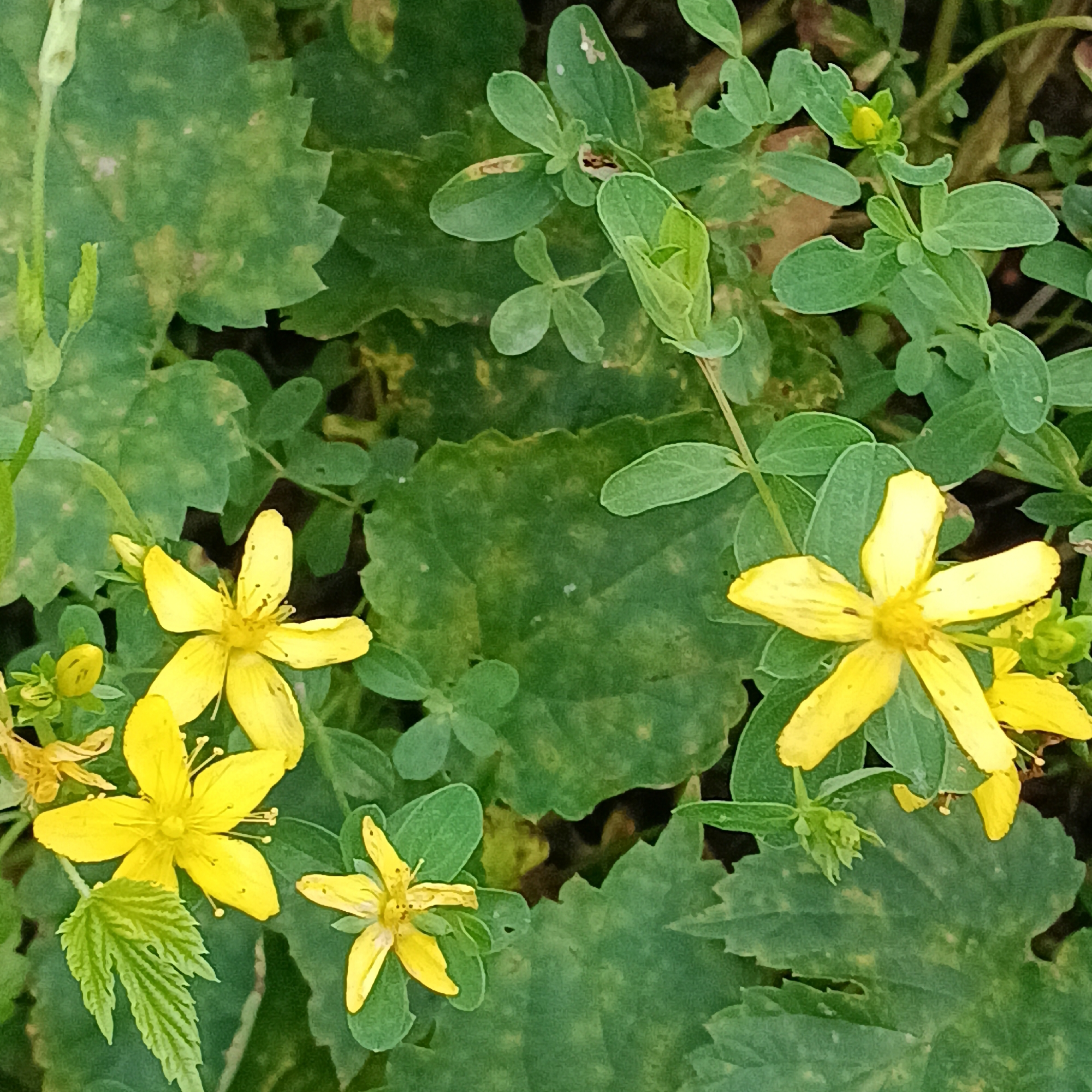 The image shows a close-up view of several small, yellow flowers with five petals each, interspersed with green foliage. The flowers appear to be St. John's wort. The foliage consists of various leaves, some broad and some more delicate. The background is a blur of green and dark tones, suggesting a natural setting like a garden or a field. No people or specific landmarks are visible. The scene is set in Novinki, Russia.