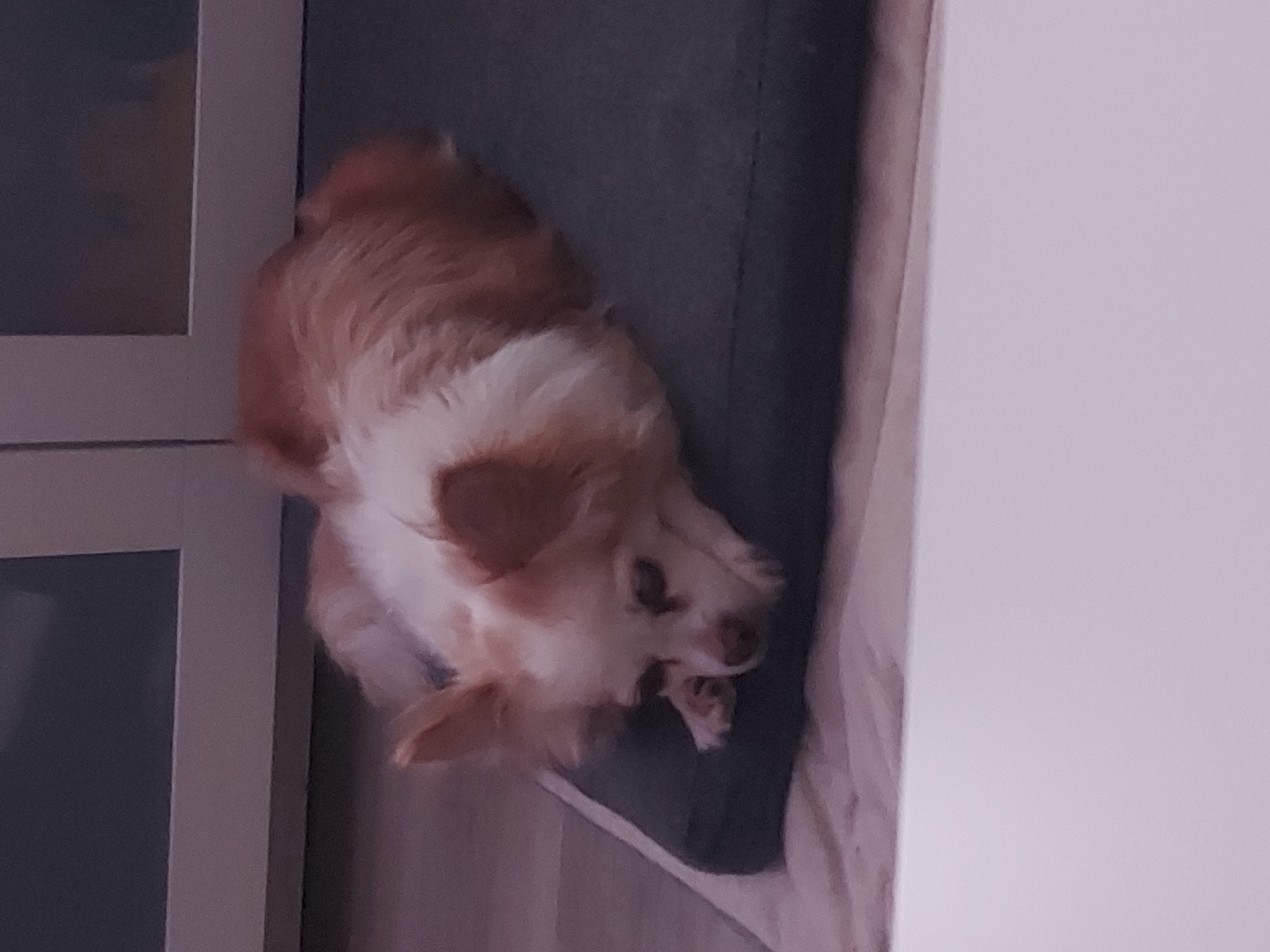 The image displays a small, fluffy dog lying on its side on a dark gray or blue cushion. The dog has light cream and reddish-brown fur, with distinct brown patches on its ears, back, and face, contrasting with the lighter fur on its chest and muzzle. Its head is turned slightly towards the viewer, and its mouth is wide open, revealing its teeth, suggesting it is caught mid-yawn or stretch, or perhaps engaging in playful nipping. The dog's eyes appear partially closed, adding to a relaxed or sleepy demeanor.
The setting is indoors, possibly a bedroom or living area in Figueira da Foz, Portugal. To the left of the dog, part of a light-colored door frame or furniture piece is visible, featuring a darker, rectangular panel that might be glass. On the right side of the frame, there is a light-colored wall or draped fabric, possibly a curtain or bedding. The lighting conditions in the room appear dim, indicating it might be evening or a low-light environment. No visible text is present in the image.