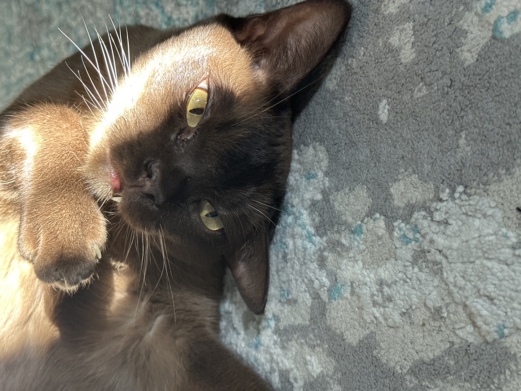 A brown cat with yellow eyes lies on a gray patterned rug. The cat is on its back with its paw up near its face. The cat's face is partially in shadow. The location is unknown.