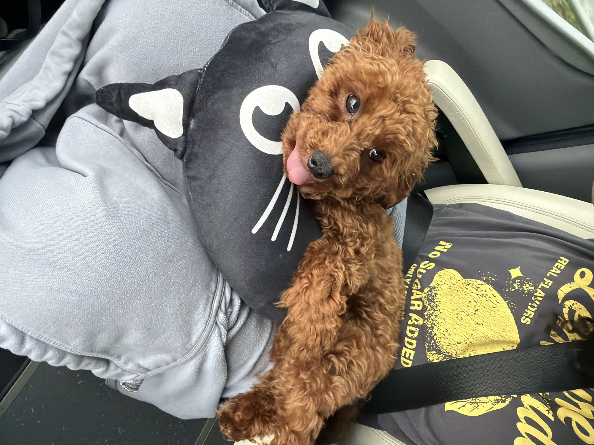 In Mirkovo, Bulgaria, an image captures a brown poodle puppy resting on a black cat-shaped pillow inside a vehicle. The puppy's head is turned towards the camera, with its tongue slightly out and its eyes looking forward. The puppy is lying on top of a grey hoodie. The seatbelt is visible behind the puppy, and part of a t-shirt with a yellow lemon graphic and text reading "REAL FLAVORS" and "NO SUGAR ADDED" is visible. The interior of the car appears to be a light color, possibly beige or grey.