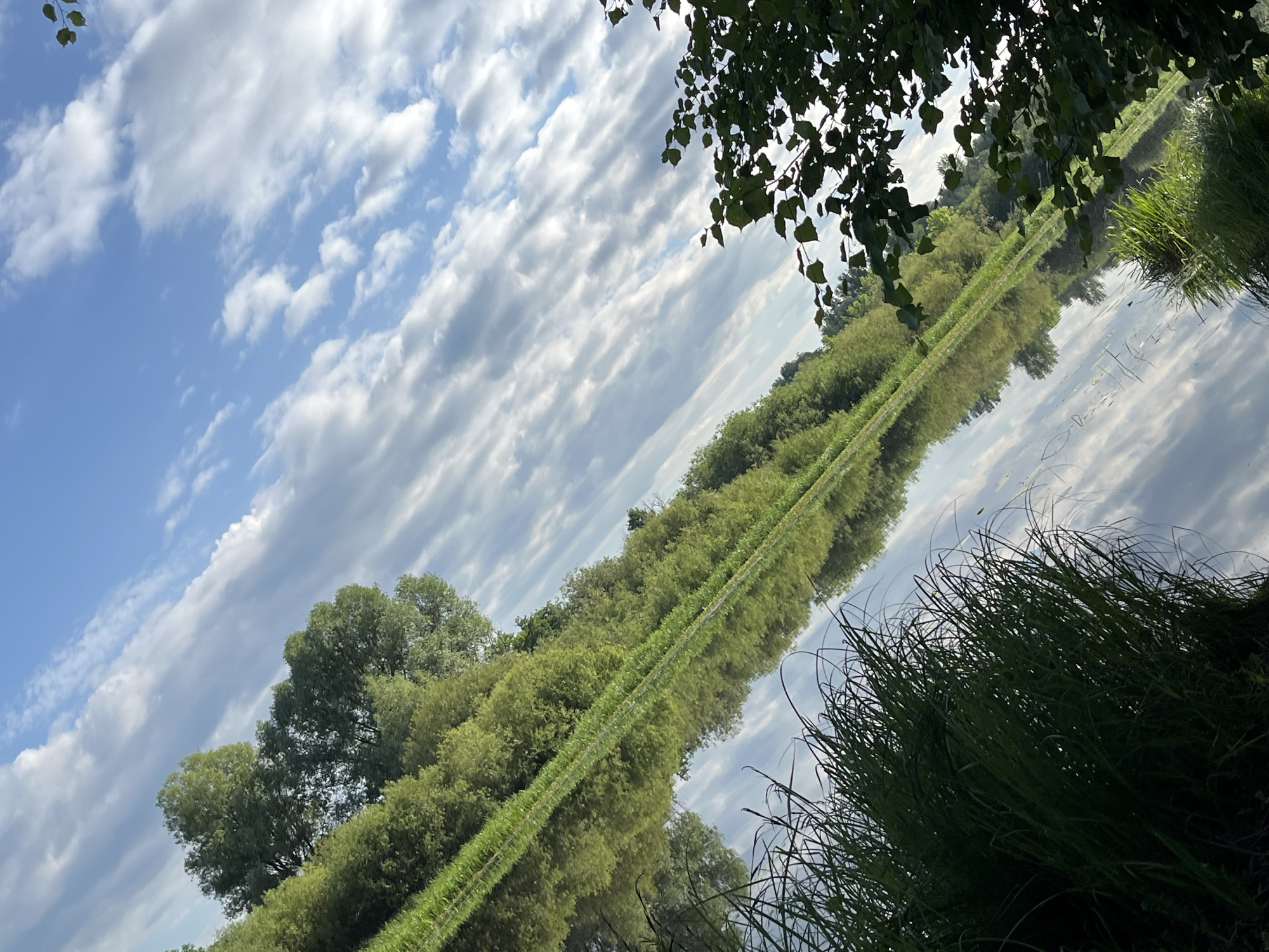 The image depicts a serene natural landscape at the edge of a body of water, likely a river or lake, in the vicinity of Чыркавіцкі сельскі Савет, Belarus. The scene is characterized by lush green vegetation lining the bank, with tall trees and dense foliage dominating the upper portion of the frame. The water's surface acts as a mirror, reflecting the trees, sky, and clouds, creating a symmetrical and tranquil effect. Wispy clouds stretch across a bright blue sky, suggesting fair weather. In the foreground, blades of tall grass, some with visible dew droplets, are prominent, adding texture and depth to the composition. The overall impression is one of a peaceful, undisturbed natural environment.