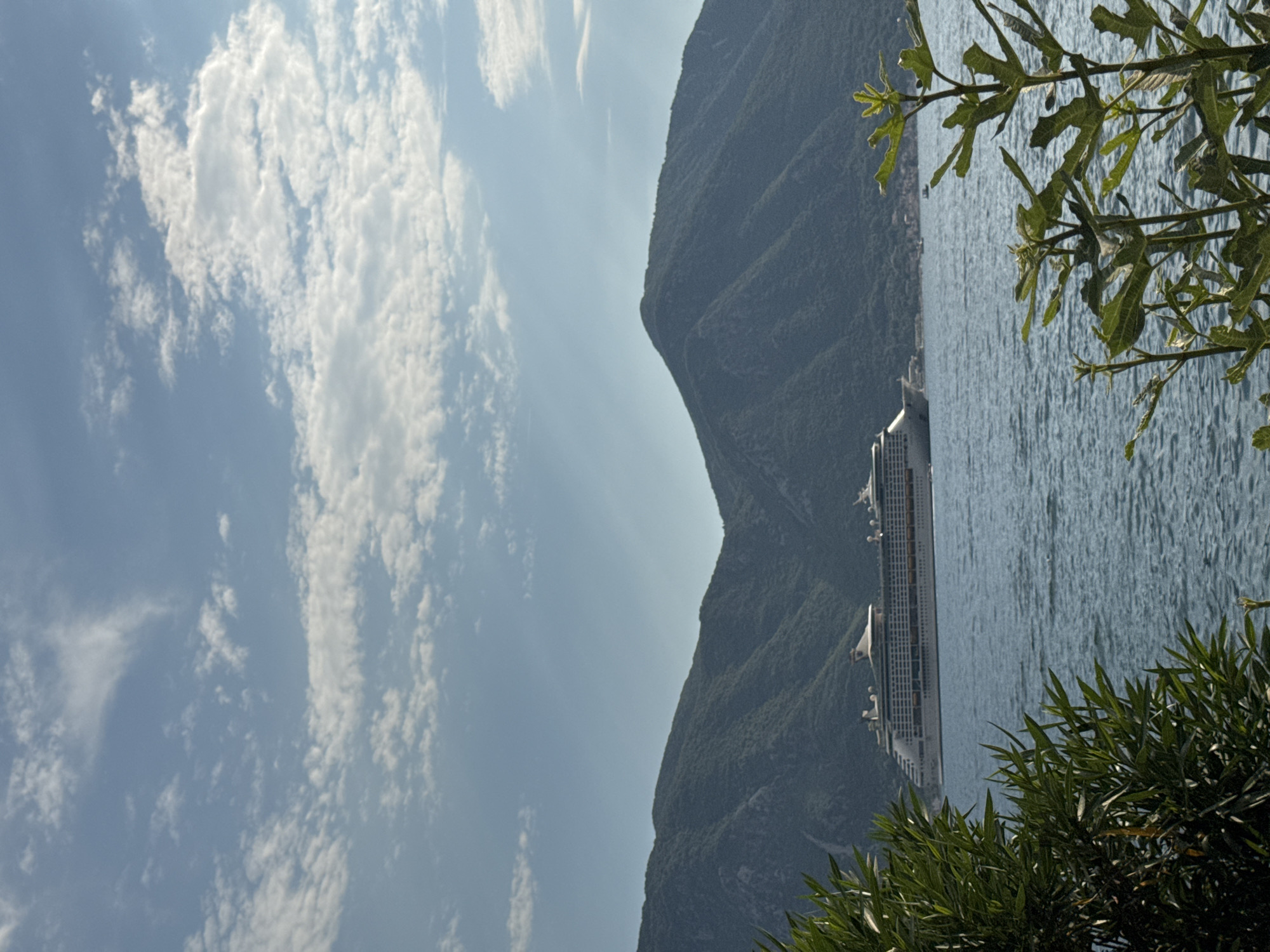 In Dobrota, Montenegro, a large cruise ship is visible on the tranquil, blue waters of the Bay of Kotor. The ship, with its multiple decks and white and green exterior, is positioned mid-frame, sailing towards the right. In the background, lush green mountains form a dramatic backdrop, their slopes dotted with dense vegetation. The sky above is a clear blue, adorned with scattered white clouds that are illuminated by sunlight, casting subtle shadows and highlighting the contours of the clouds. In the foreground, on the left side of the image, the branches of a leafy green plant are visible, partially obscuring the view of the water and the ship, while on the right, a fig tree with broad leaves adds to the foreground foliage. The scene evokes a sense of calm and natural beauty, with the imposing mountains and the vastness of the sea creating a picturesque setting.