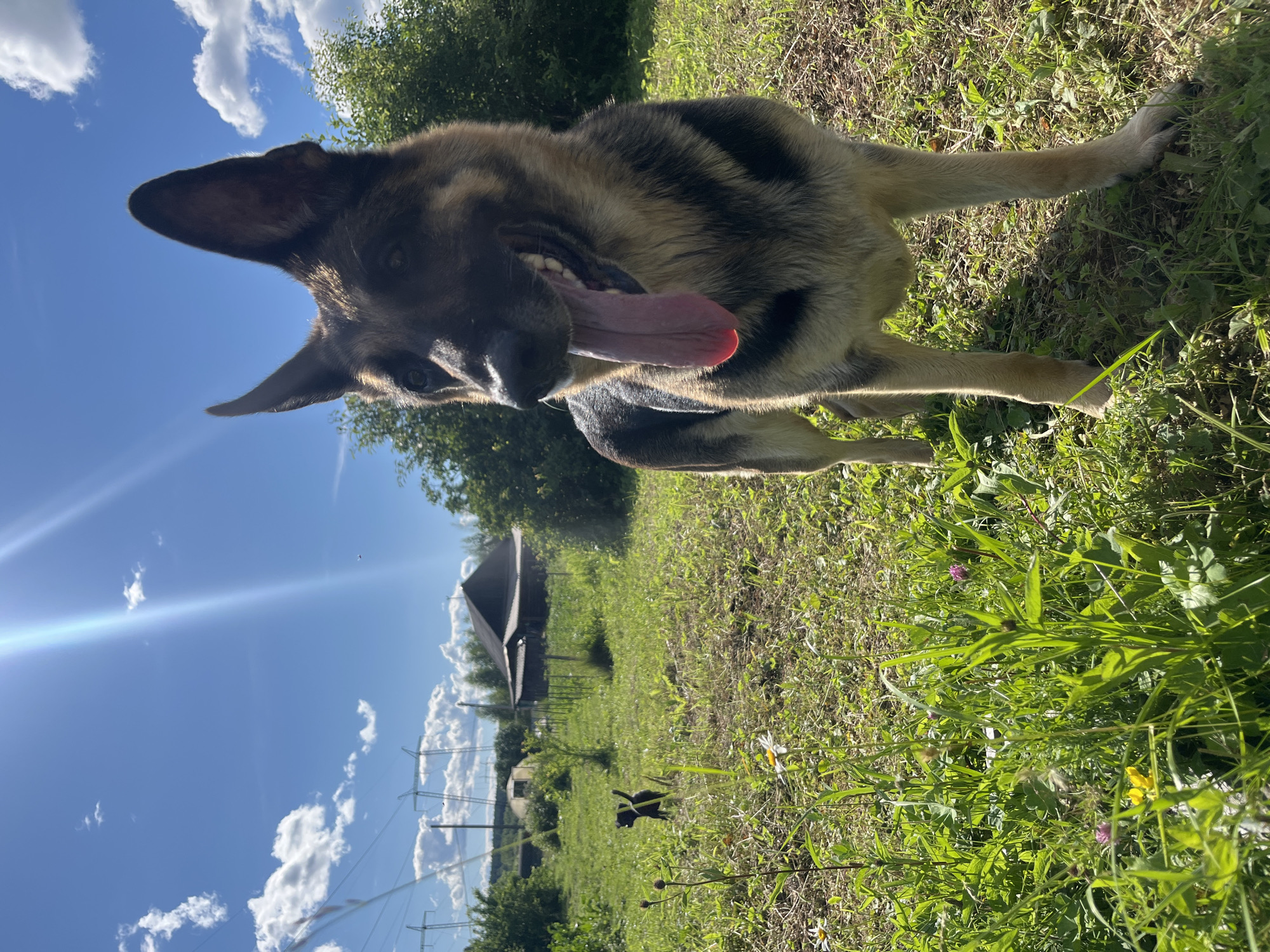 A German Shepherd dog with its mouth open and tongue out sits in a grassy field under a blue sky with fluffy white clouds. Sunlight streams across the scene, creating lens flare on the left side of the image. In the background, there are trees and a rustic wooden structure. The dog appears happy and panting, likely due to warm weather. The scene is set outdoors in a rural or semi-rural environment, possibly a backyard or a field, in Nizhny Tagil, Russia. The overall mood is cheerful and relaxed, highlighting a moment of outdoor enjoyment with a pet.