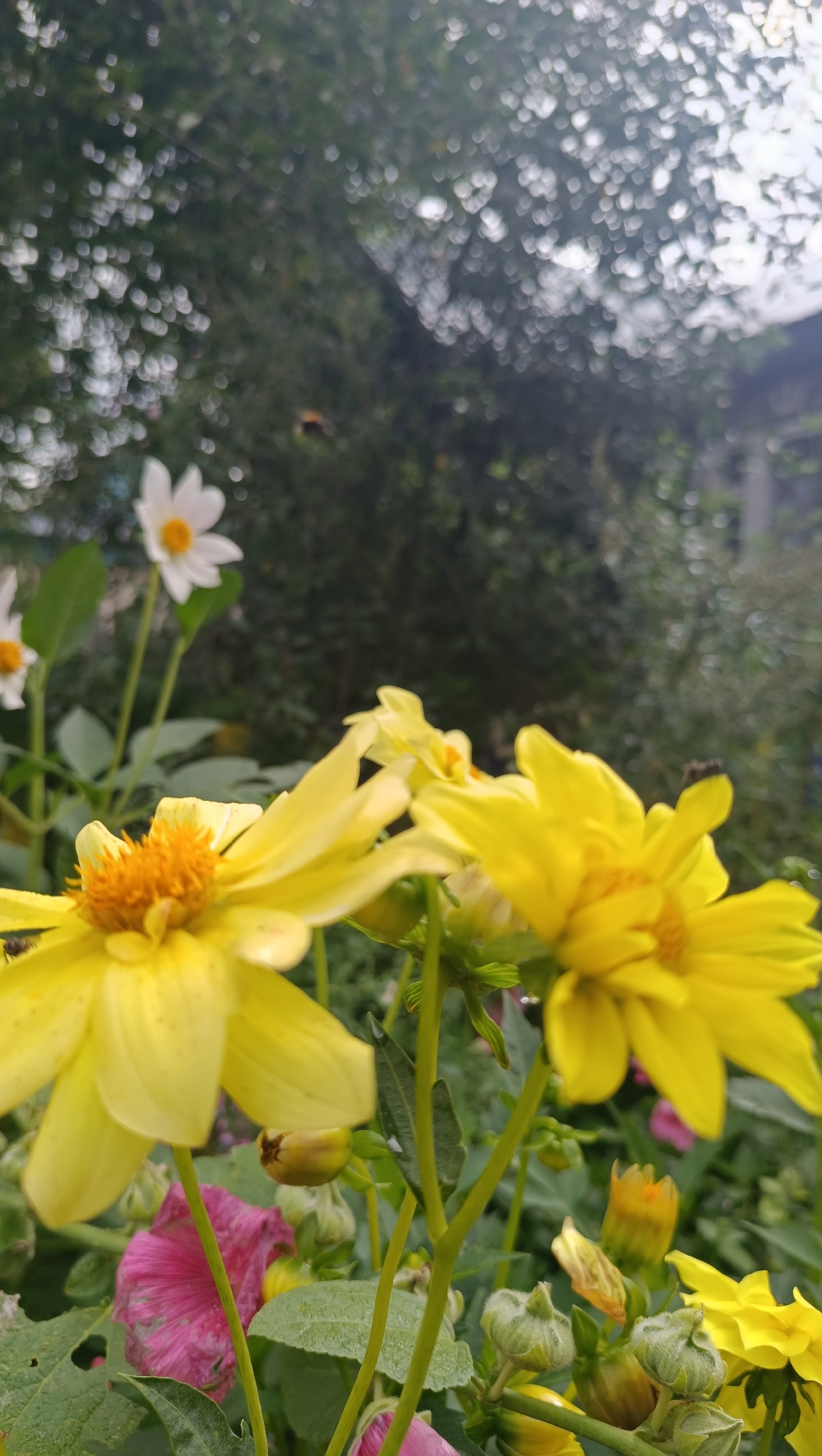 A shallow depth of field shot captures a cluster of yellow and pink dahlias in bloom, with a single white dahlia visible in the blurred background. Two bees are seen in flight near the flowers. The setting appears to be a garden, possibly in the city of Karsha, Russia, with foliage and a hint of a structure visible in the distance. The foreground is dominated by the vibrant yellow petals of the dahlias, their orange centers contrasting with the softer hues. Green leaves and stems form a verdant backdrop, with buds also present, indicating ongoing growth and a plentiful bloom. The overall impression is one of a lush, natural environment teeming with life.