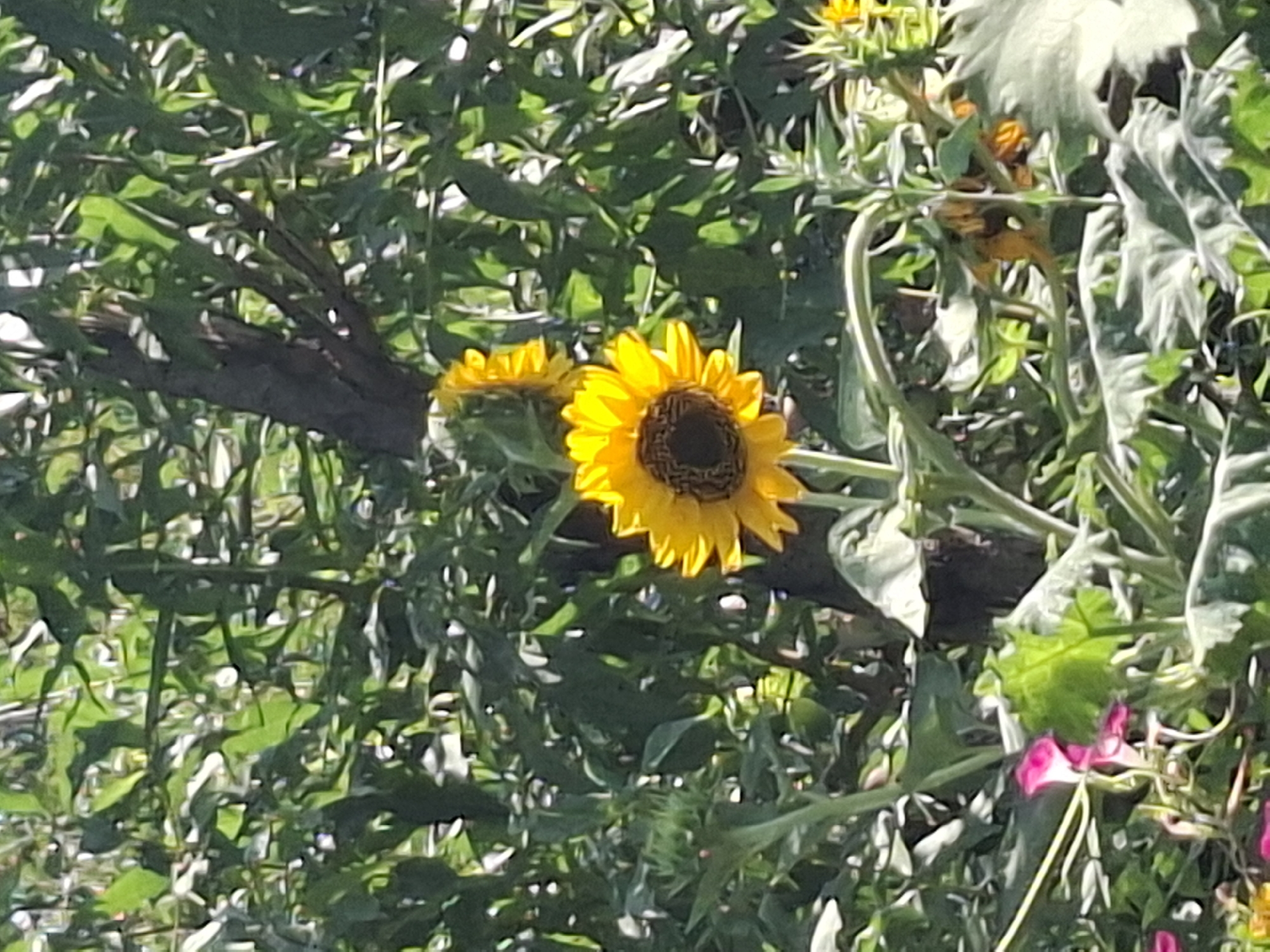 The image shows a close-up view of sunflowers and other foliage in an outdoor setting. Two prominent sunflowers with bright yellow petals and dark centers are visible, one larger and in the foreground, and another smaller one behind it. The flowers are surrounded by lush green leaves and stems, with a dark tree trunk partially visible in the background. Some smaller pink flowers are also present in the lower left portion of the image. The lighting suggests it is daytime, with sunlight filtering through the leaves, creating dappled shadows. The scene appears to be a garden or natural area.