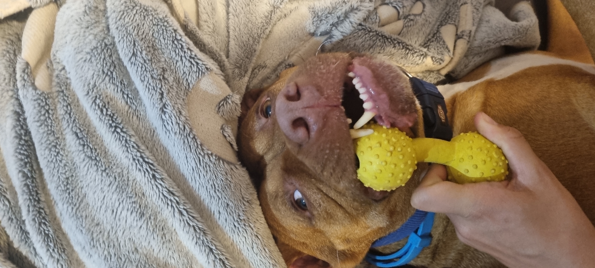 A brown dog with a blue collar lies upside down on a gray and white blanket. It has a yellow rubber toy in its mouth and someone's hand is holding the toy. The location is not discernible from this image.