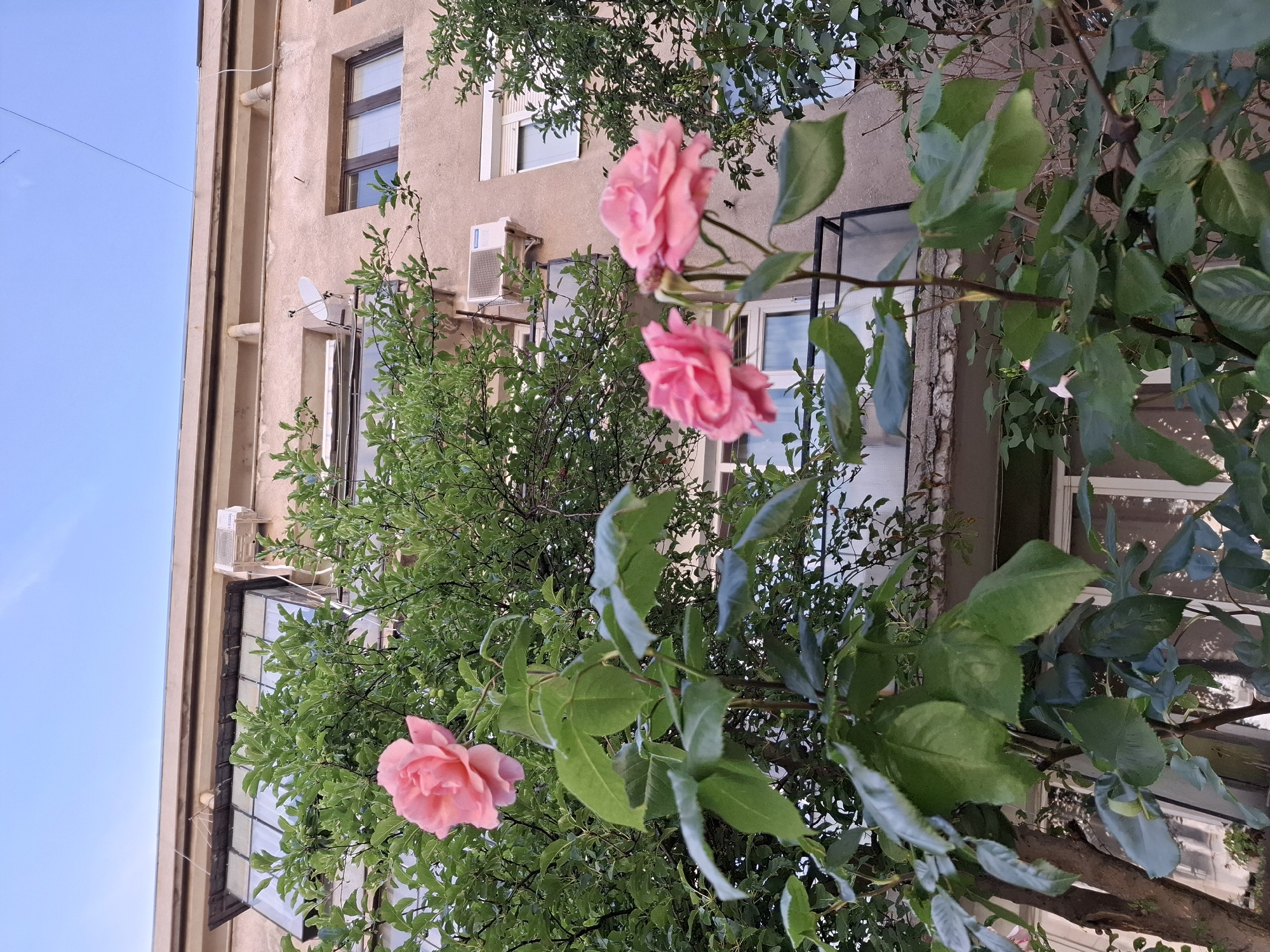 A low-angle, outdoor shot captures a rose bush with three pink roses in the foreground, set against the backdrop of an apartment building and a clear blue sky. The building appears to be weathered, with visible signs of age on its facade. A balcony is present on the second floor, partially obscured by greenery. Two air conditioning units are mounted on the exterior walls. The rose bush exhibits lush green foliage, with the flowers in various stages of bloom. The overall scene suggests a residential area in the city of Pernik, Bulgaria, during daylight hours.