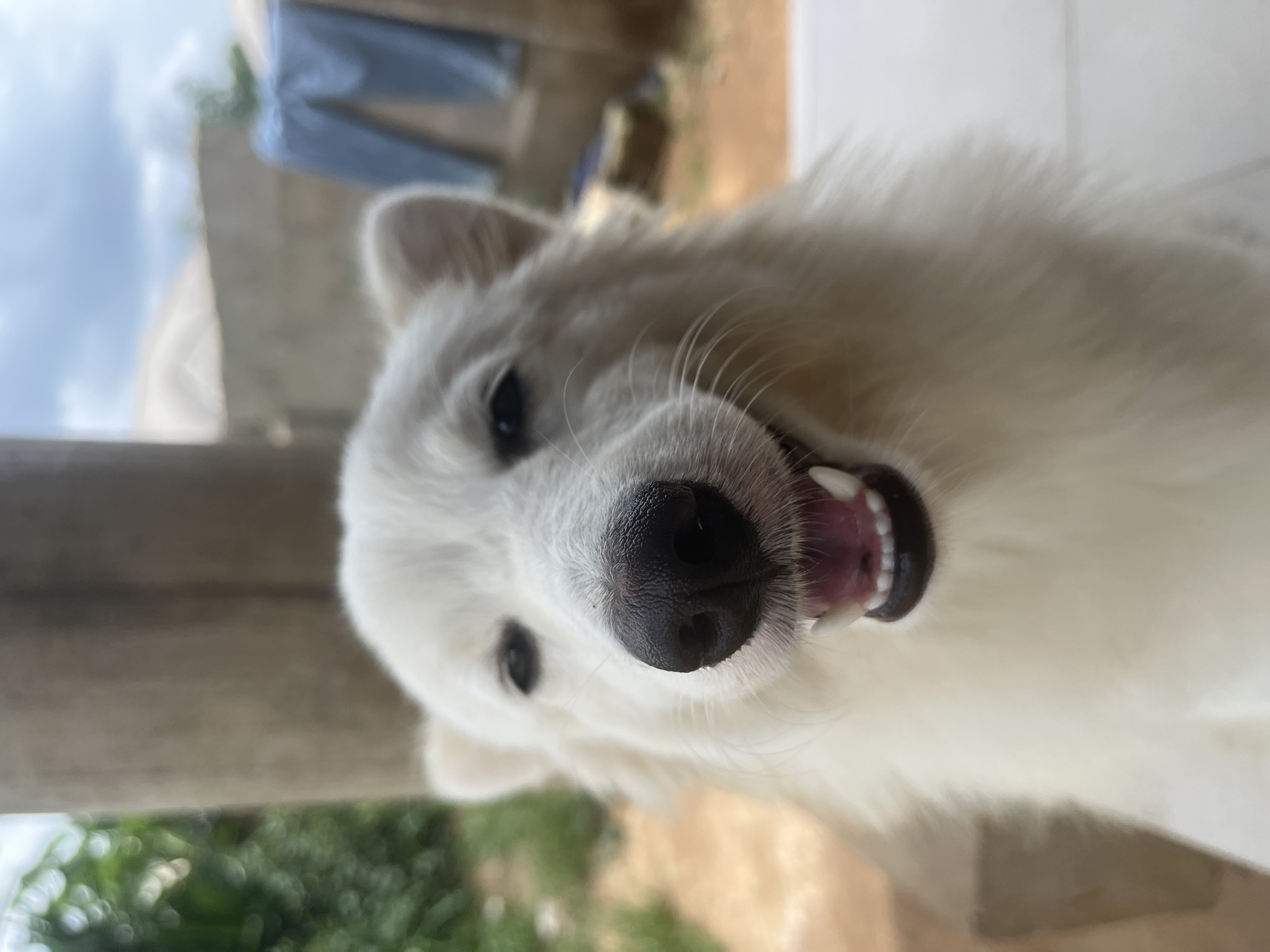 The image shows a white, fluffy dog, possibly an American Eskimo Dog or a similar breed, looking directly at the camera with a playful or excited expression, mouth slightly open revealing teeth. The dog's black nose is prominent in the foreground. The environment is somewhat blurred but suggests an outdoor setting with foliage and a building structure in the background. This image was likely taken in Ikot Ekpene, Nigeria.