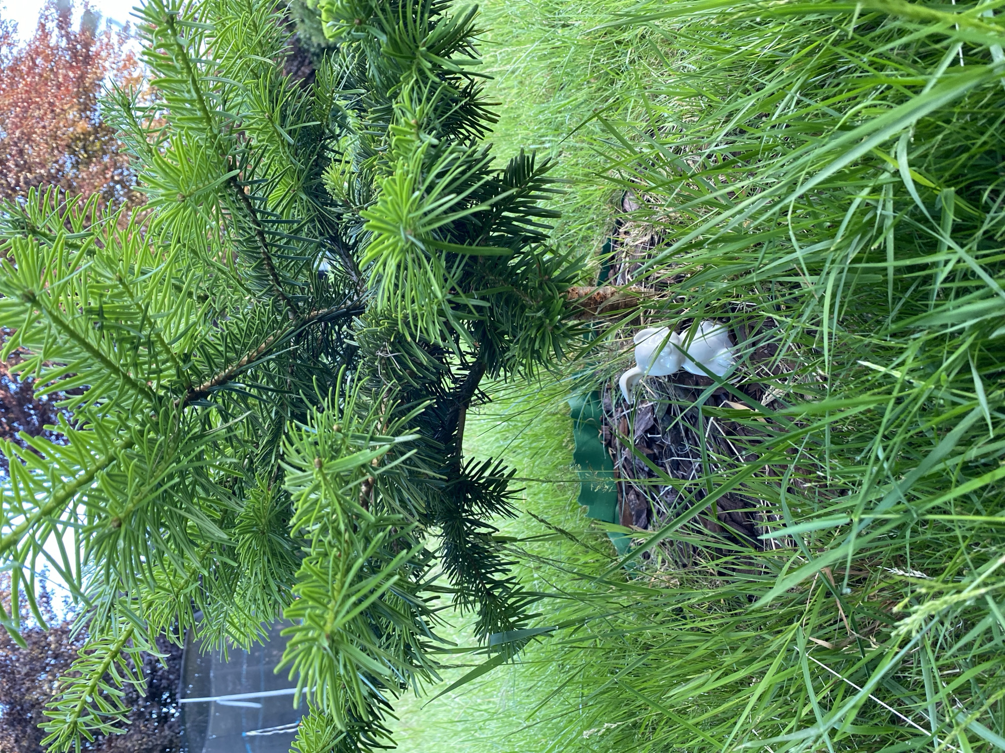 The image shows a small, ornamental conifer tree planted in a grassy area. The tree has a brown trunk and vibrant green needles. At the base of the tree, there are wood chips and a green plastic border. Two small, white ceramic decorative figures, resembling bunnies, are partially visible among the wood chips and grass. The surrounding area is overgrown with lush green grass. In the background, a dark-colored fence and trees with reddish-brown foliage are visible. The scene is outdoors, suggesting a garden or park setting, potentially in Lütjenwestedt, Germany.