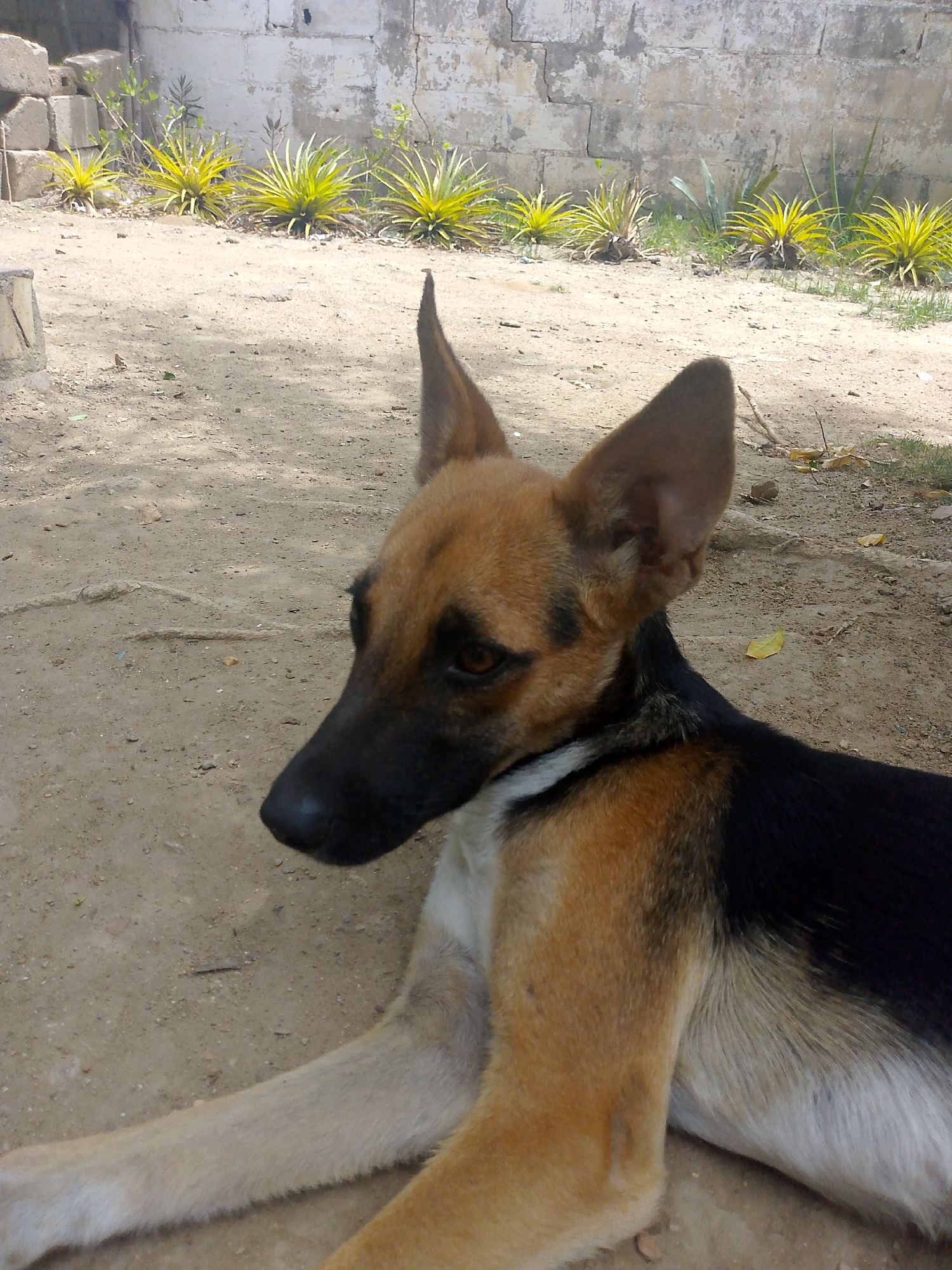 The image features a medium-sized dog with a tan and black coat, lying on a sandy surface. The dog is facing left and appears relaxed. The background includes a weathered concrete block wall with small green plants growing along its base. The location is Juan Griego, Venezuela.