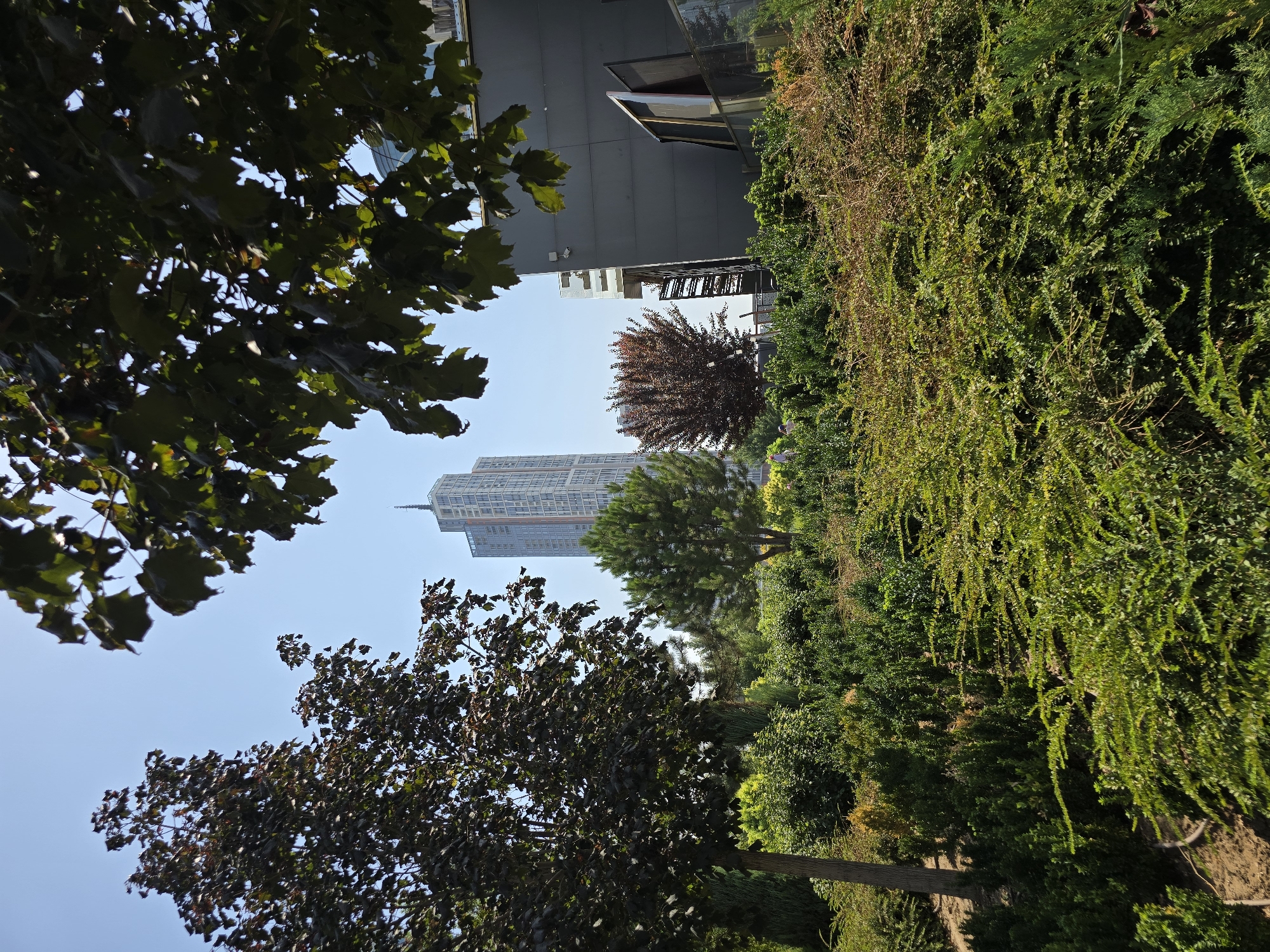This is a photograph taken from a garden or park area, looking towards a modern cityscape. In the foreground, there is lush green vegetation, including bushes and trees. A large, dark-leaved tree dominates the left side of the frame. In the background, a tall, contemporary skyscraper with a distinctive spire stands against a clear blue sky. To the right of the skyscraper, a modern, gray building is partially visible. Between the trees and the buildings, a smaller tree with reddish-brown foliage can be seen. The scene appears to be a well-maintained urban green space contrasting with the surrounding high-rise architecture. The environment is bright and sunny, indicating daytime. The photograph likely depicts a location within the city of Tashkent, Uzbekistan, given the architectural style and presence of trees common in the region.