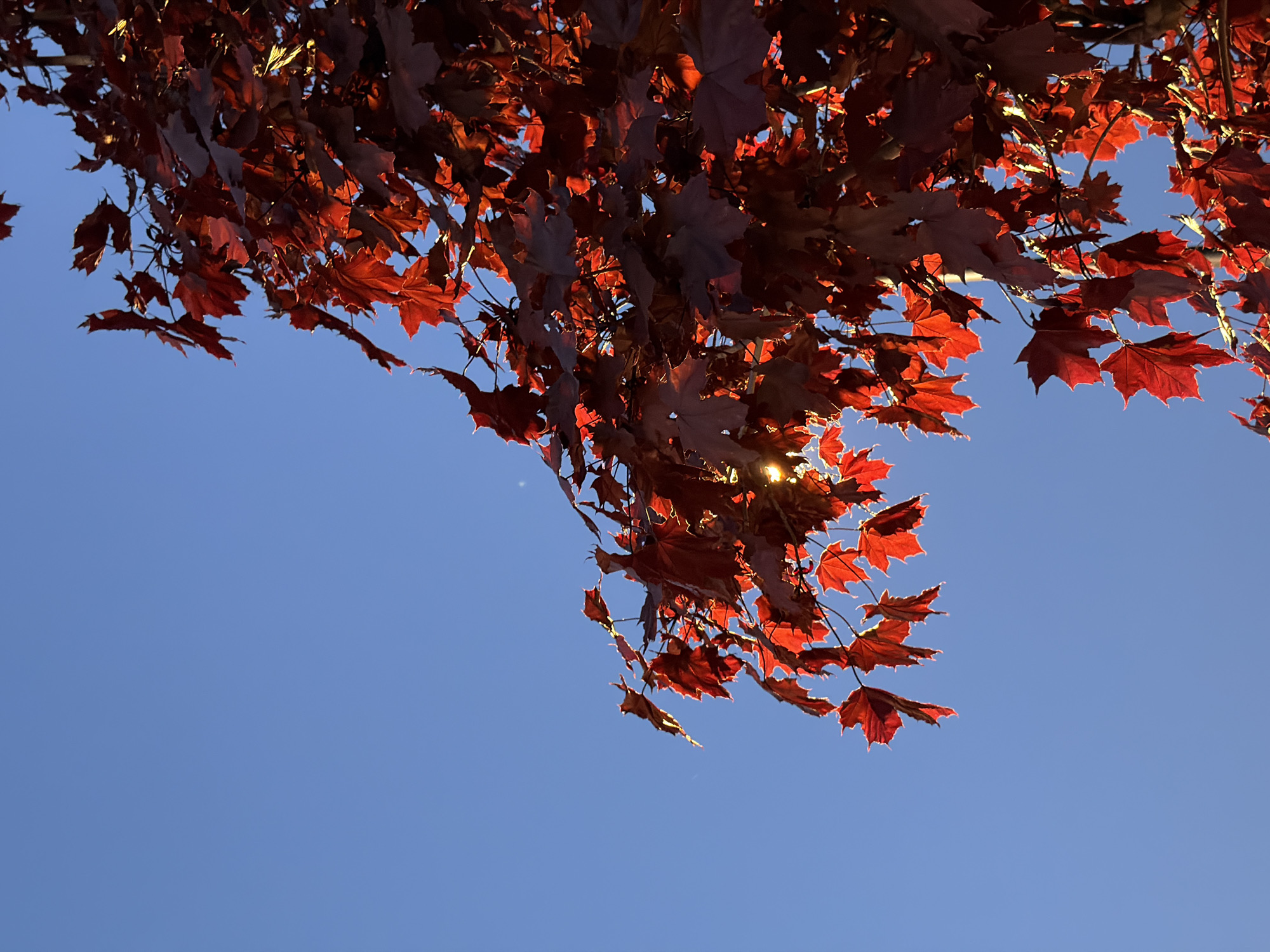The image shows a tree with red leaves against a blue sky. The leaves are concentrated in the upper portion of the frame, creating a canopy effect. Sunlight is filtering through the leaves in some areas, creating bright spots. The sky is a clear, uniform blue. There are no people visible in the image. There is no indication that this photo was taken in Izhevsk, Russia.