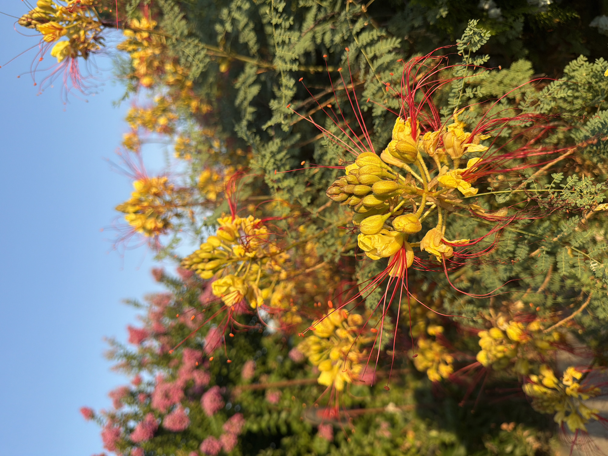 A close-up, eye-level shot captures a cluster of bright yellow flowers with long, delicate red stamens against a backdrop of lush green foliage. The flowers appear to be in various stages of bloom, with some buds tightly closed and others fully open. The background is softly blurred, highlighting the intricate details of the foreground flowers. In the distance, hints of pink flowers and a clear blue sky can be seen. The lighting suggests it is either early morning or late afternoon, casting a warm glow on the scene. The location is identified as being in Generalovo, Bulgaria.