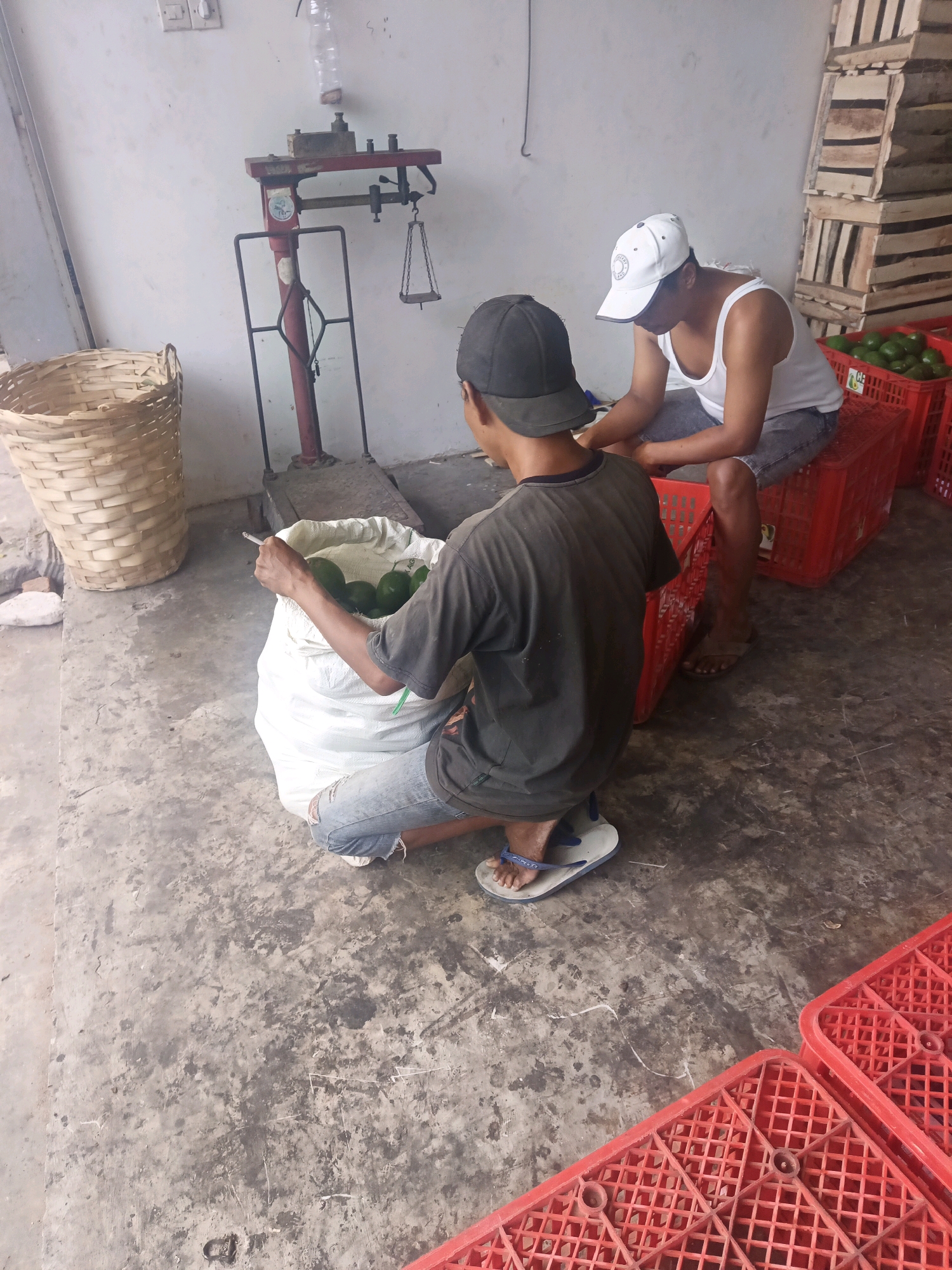 In Kediri City, Indonesia, two individuals are engaged in the sorting or packaging of avocados. One person, wearing a dark t-shirt, a cap, and ripped jeans, is kneeling and appears to be smoking a cigarette while interacting with a large white sack filled with avocados. The other person, wearing a white tank top and a white baseball cap, is seated on a red plastic crate, observing or assisting. Behind them, a vintage scale with a red frame is visible, along with stacked wooden crates and more red plastic crates containing avocados. The scene takes place on a concrete floor, suggesting an indoor workspace such as a warehouse or a market area.