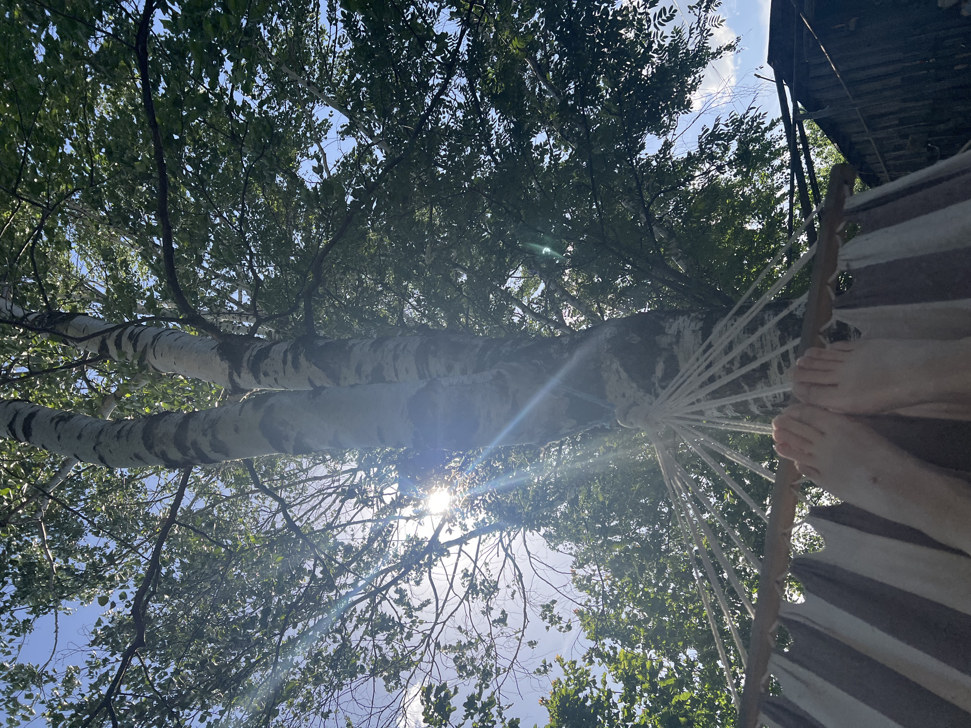 A low-angle shot looking up through a canopy of green trees towards a bright sky, with sunlight breaking through the leaves. A white-barked tree trunk is visible in the center. A hammock with white ropes and brown and white striped fabric is also in the frame, along with two bare feet of a person lying in the hammock. The location is likely Panteleevka, Russia, though no identifiable buildings or landmarks are visible.