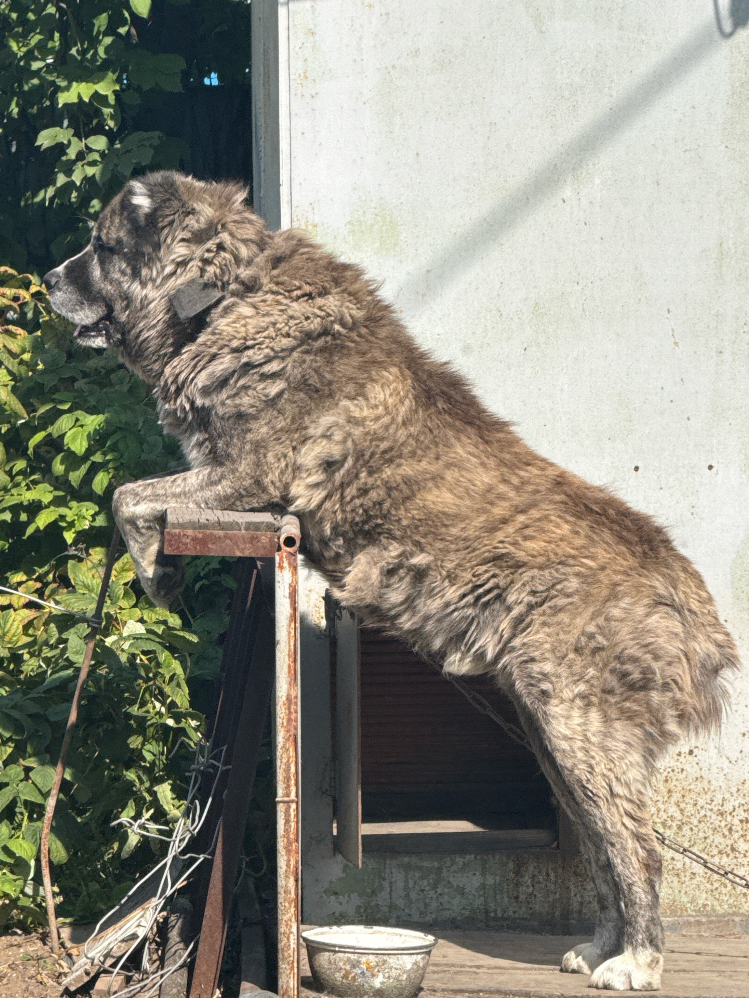 A large, fluffy, brindle-colored dog is posed with its front paws resting on a metal railing in front of a weathered, light-colored building. The dog is facing left, with its head turned slightly. Green foliage is visible to the left of the dog, and a dark opening, possibly a doorway, is behind it. A chain is attached to the dog's collar and extends downwards. A metal bowl is on the ground in the foreground. The scene appears to be outdoors, in a rustic or rural setting, potentially within the Шідерті кенттік әкімдігі, Kazakhstan.
