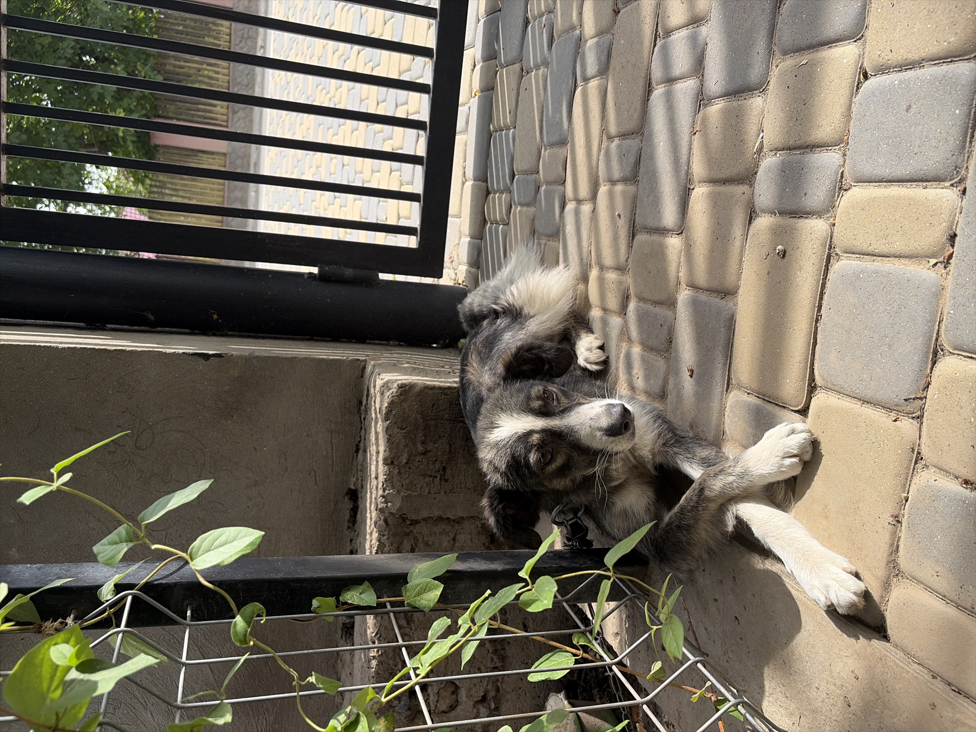 A medium-sized dog with black, white, and gray fur lies on a patterned paved surface in front of a black metal gate. The dog is facing towards the camera with its front paws crossed. A green vine with several leaves is growing on a wire fence to the left of the dog. The background shows a concrete wall and a glimpse of trees and a pink fence through the gate. The scene is illuminated by sunlight, casting shadows on the paved ground. The location is identified as Oxentea, Moldova.