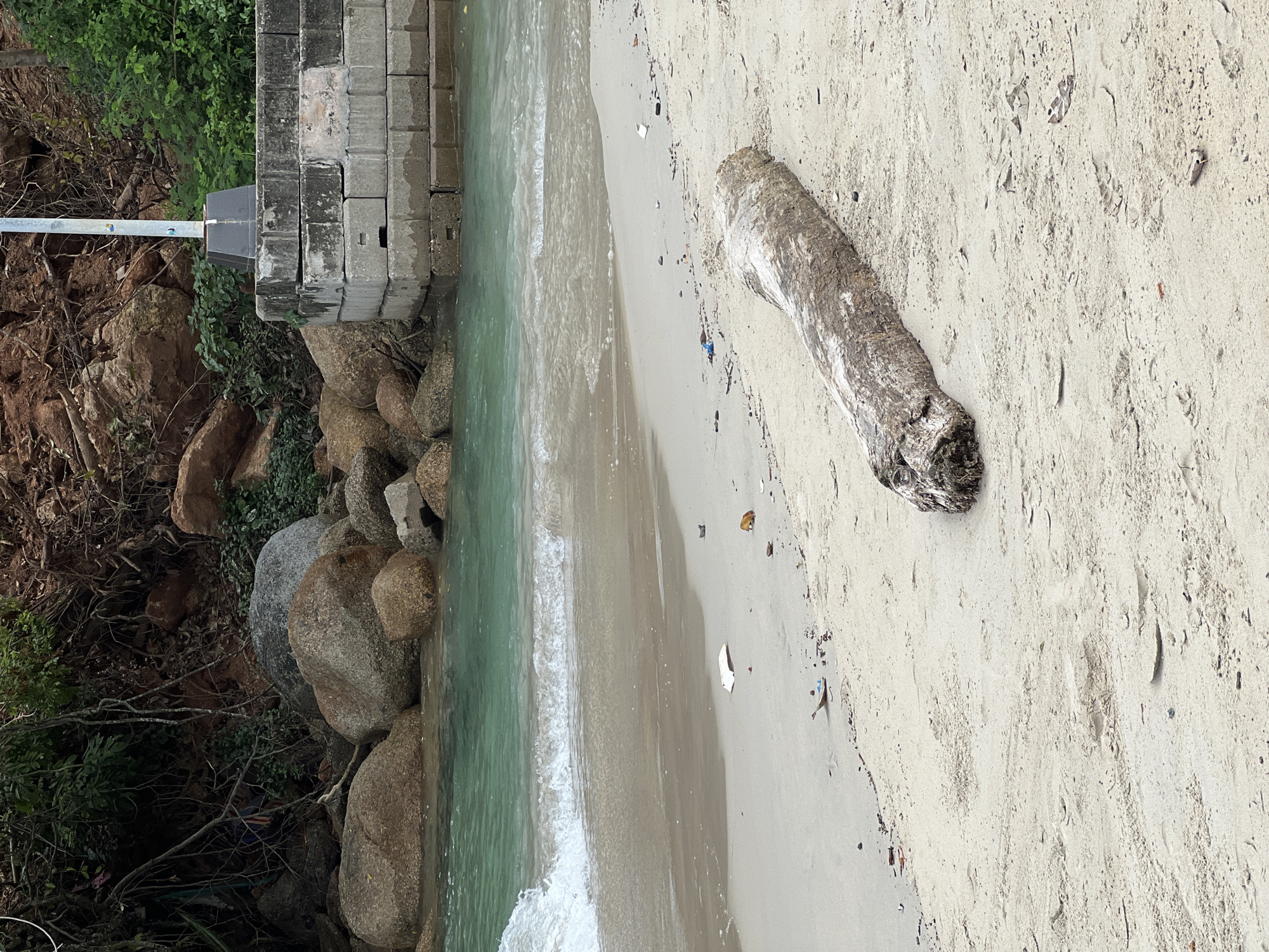 An outdoor, medium shot captures a beach scene at the edge of the ocean. The water is a clear, greenish-blue, with gentle waves lapping at the sandy shore. A large piece of driftwood lies horizontally on the sand in the foreground, its weathered texture visible. The beach is littered with small pieces of debris. In the background, a rocky incline is covered with vegetation and brown dirt. A concrete wall, constructed from stacked blocks, forms a barrier along the edge of the shore, with a metal pole extending upwards from it. The overall impression is one of a natural beach with some man-made structures and evidence of human presence.