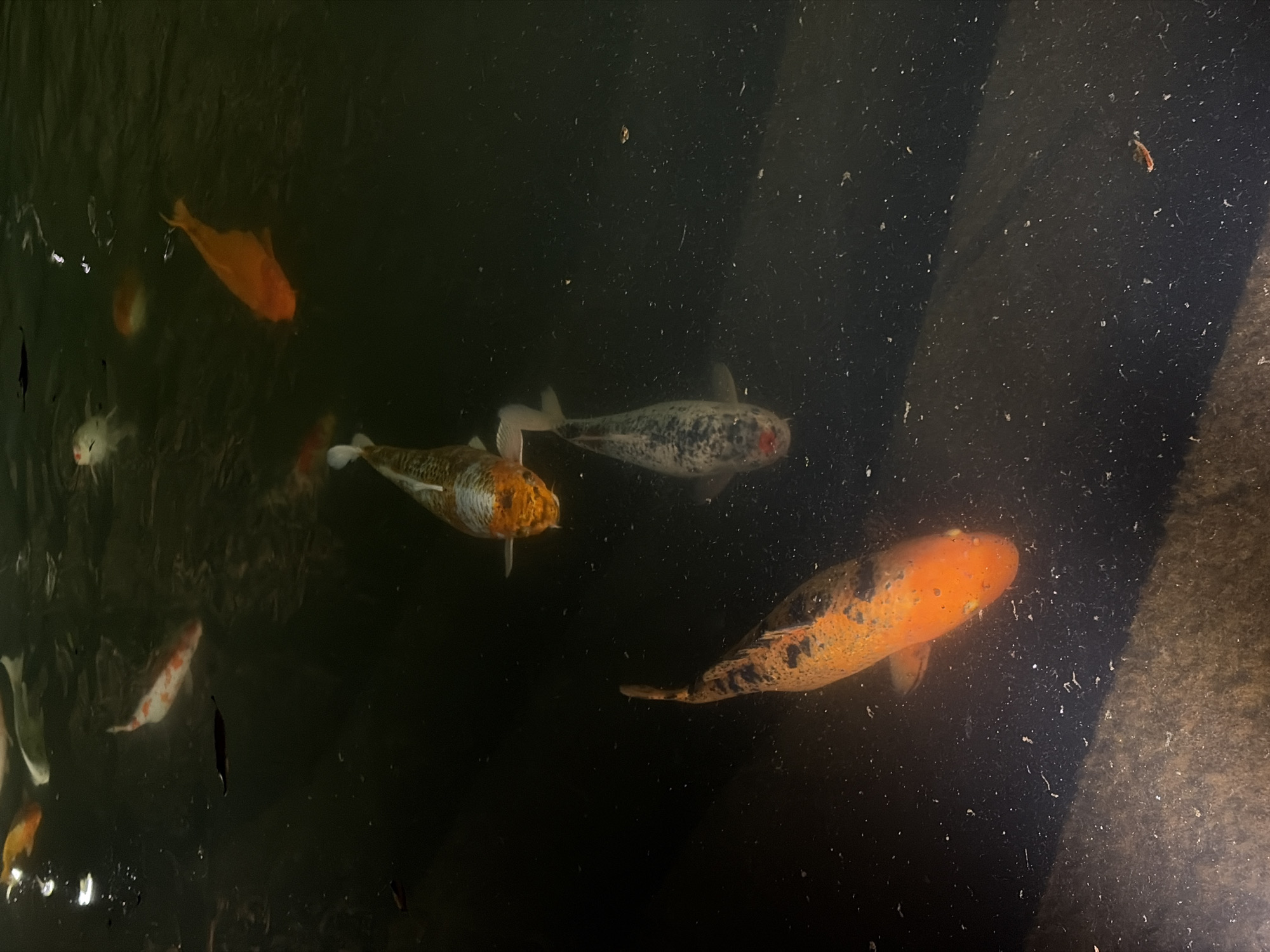The image depicts a dark pond with several koi fish of varying colors, including orange, white, and patterned varieties. The pond appears to be indoors or in a shaded area, as evidenced by the dark water and lack of direct sunlight. There are small particles suspended in the water. The context of the city of Krasnodar, Russia, is not visually evident in the image.
